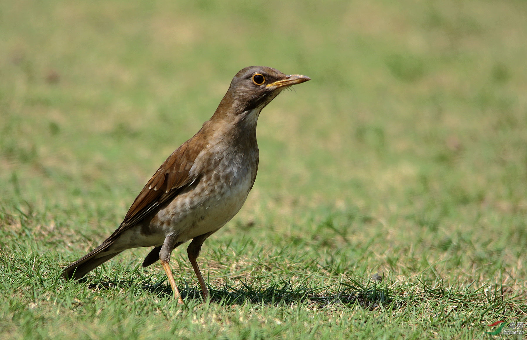 草地上的白腹鸫