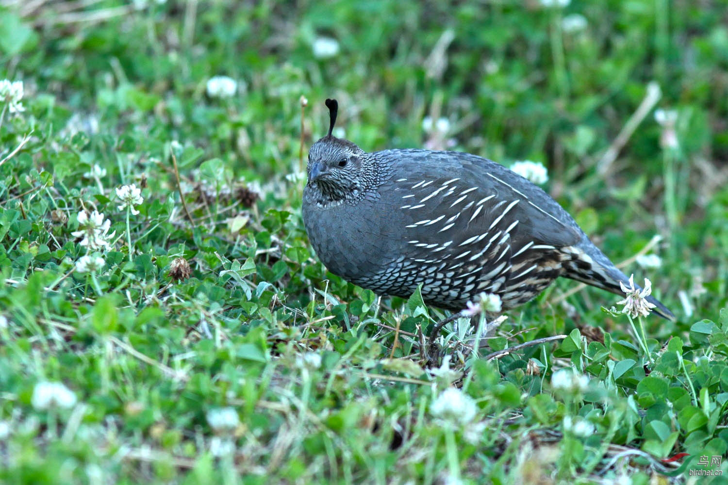 珠頸翎鶉祝賀圖16榮獲首頁鳥類精華