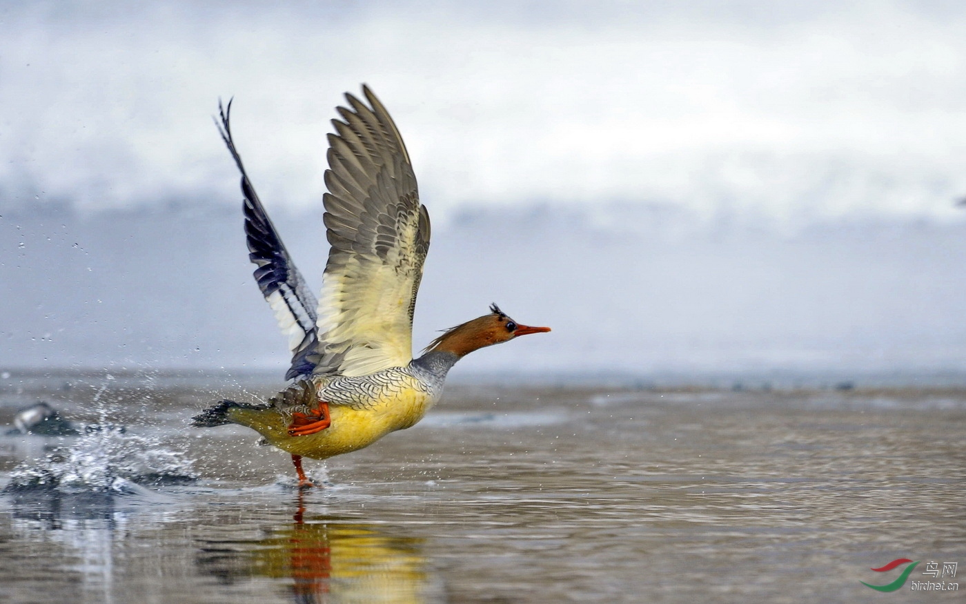 奋起直追中华秋沙鸭