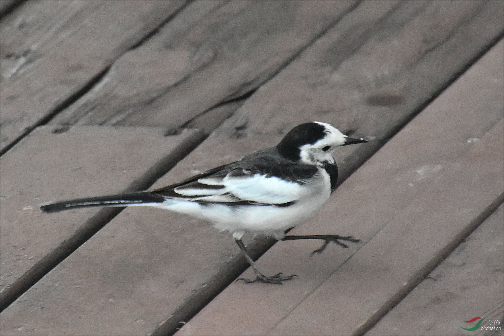 水鳥黑背鶺鴒