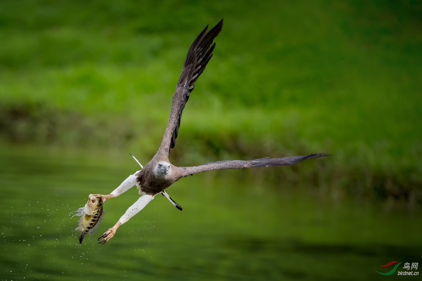 6.Gotcha - Grey-headed Fish Eagle( ��� - ��ͷ���)_��ʵҰ������.jpg