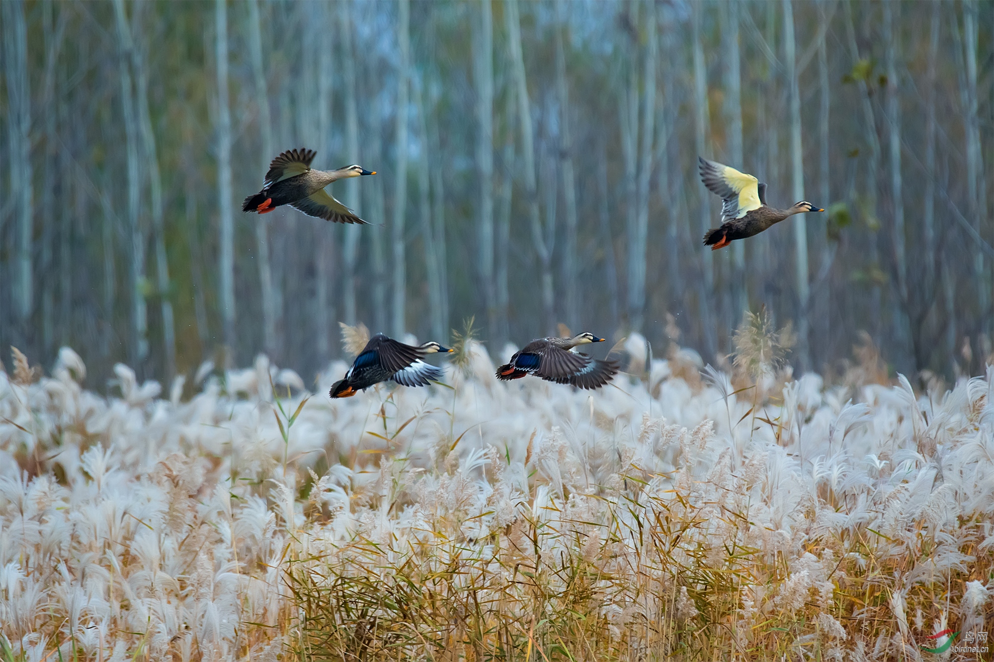 9.«����  ҰѼ��_��ʵҰ������.jpg