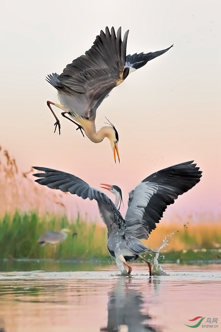 -0060.Fightling (������_��ʵҰ������.jpg