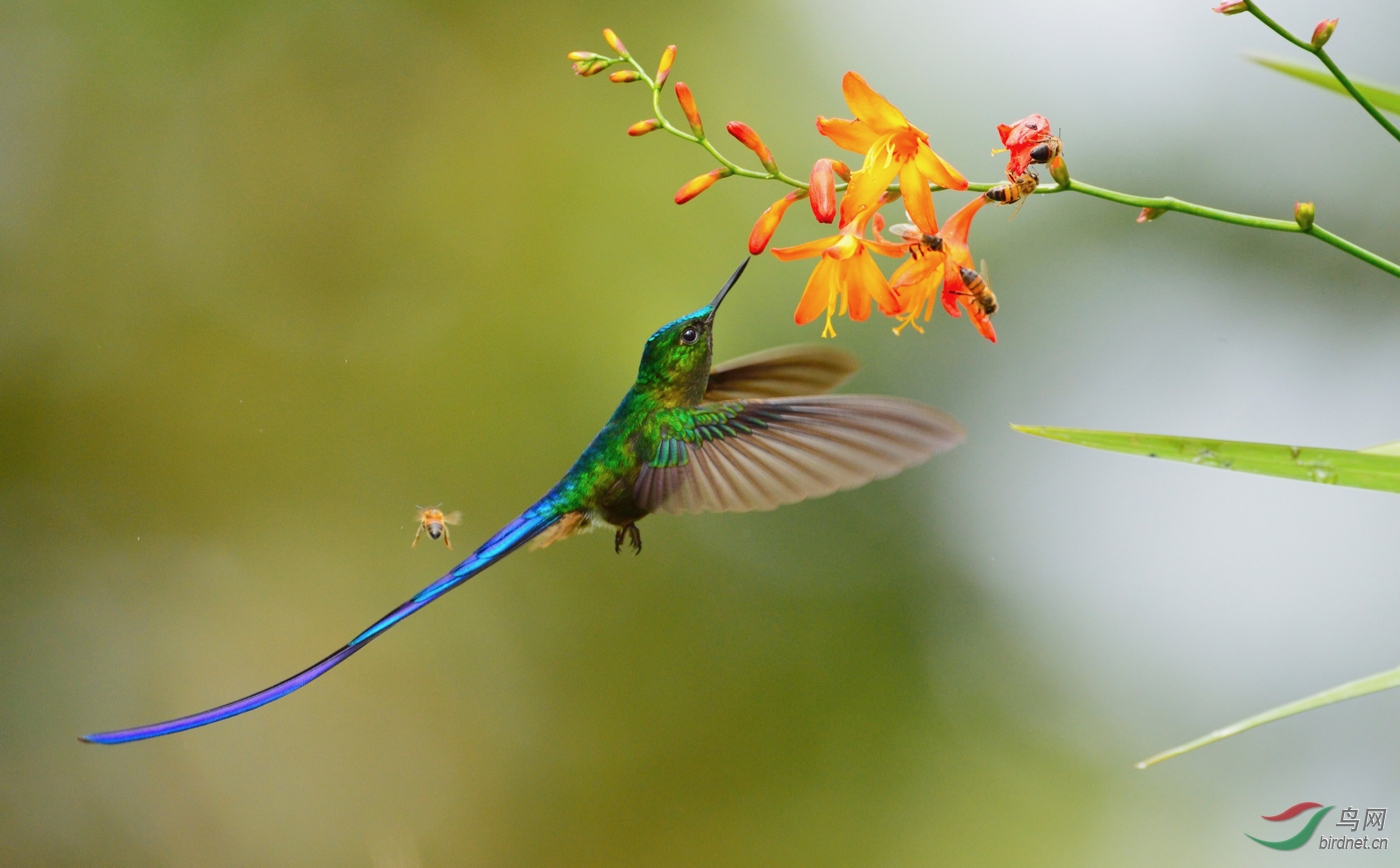 064.Long-tailed Sylph��β����_��ʵҰ������.jpg