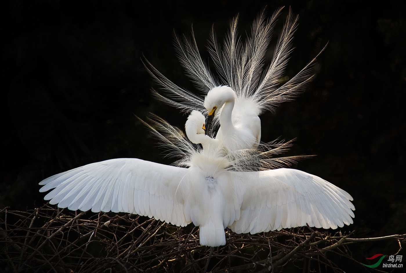 -1559.���� Lingering.jpg