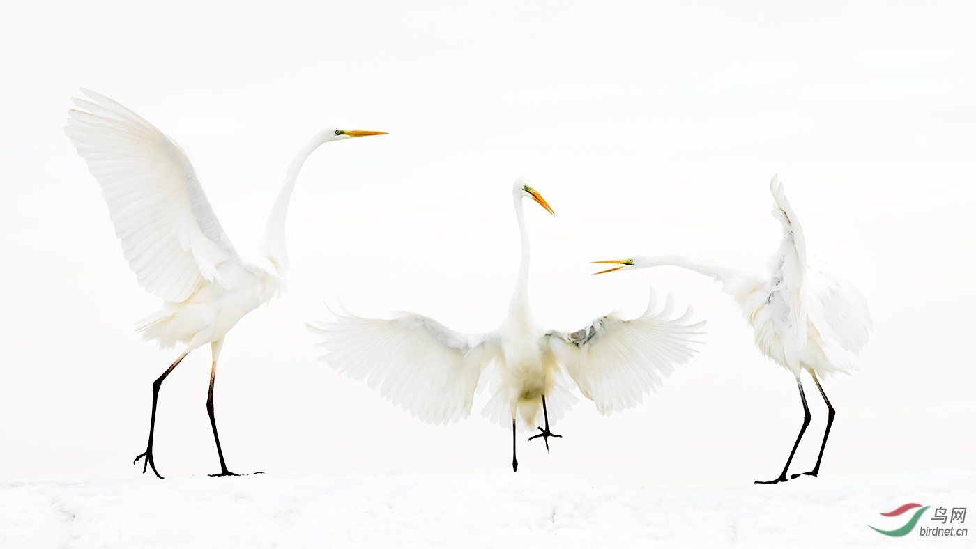 ��ֻ����wxyAuthentic_Wild_Bird_Trio.jpg