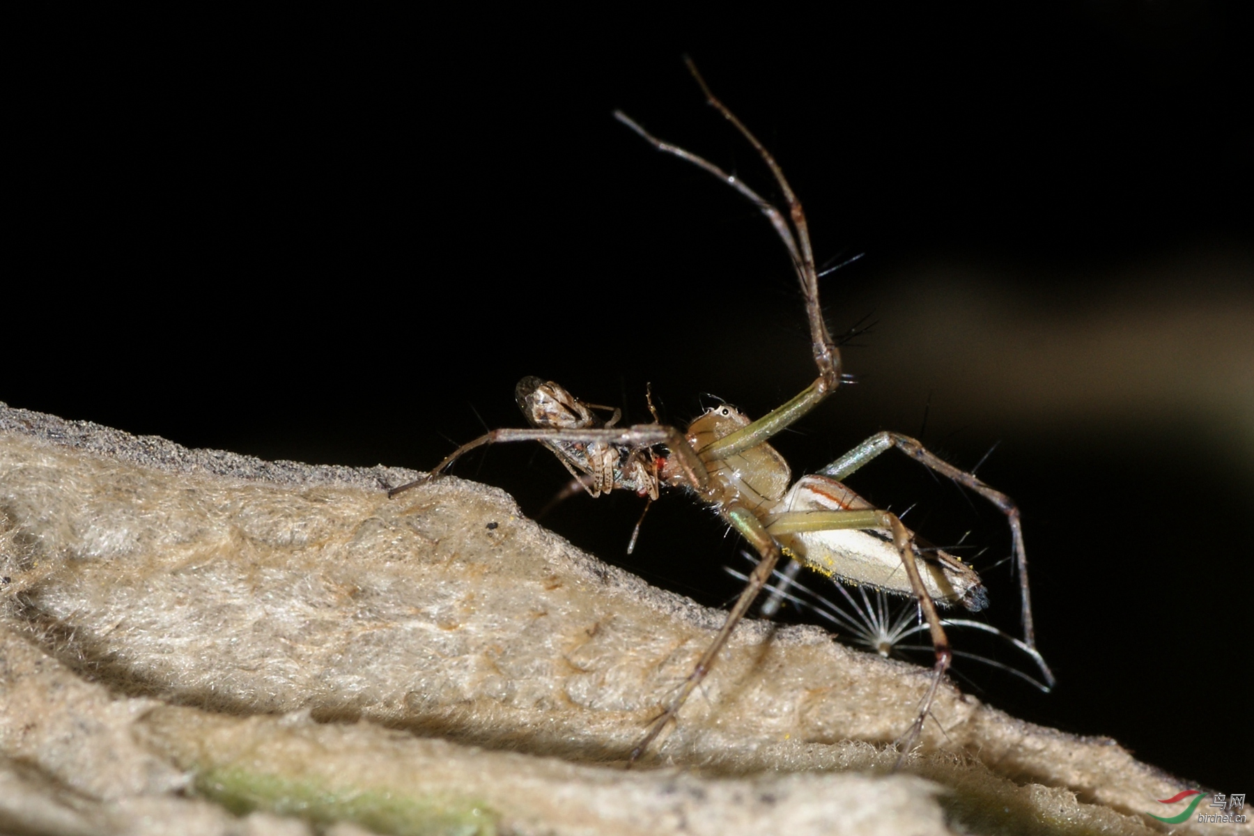 猫蛛捕食夜拍