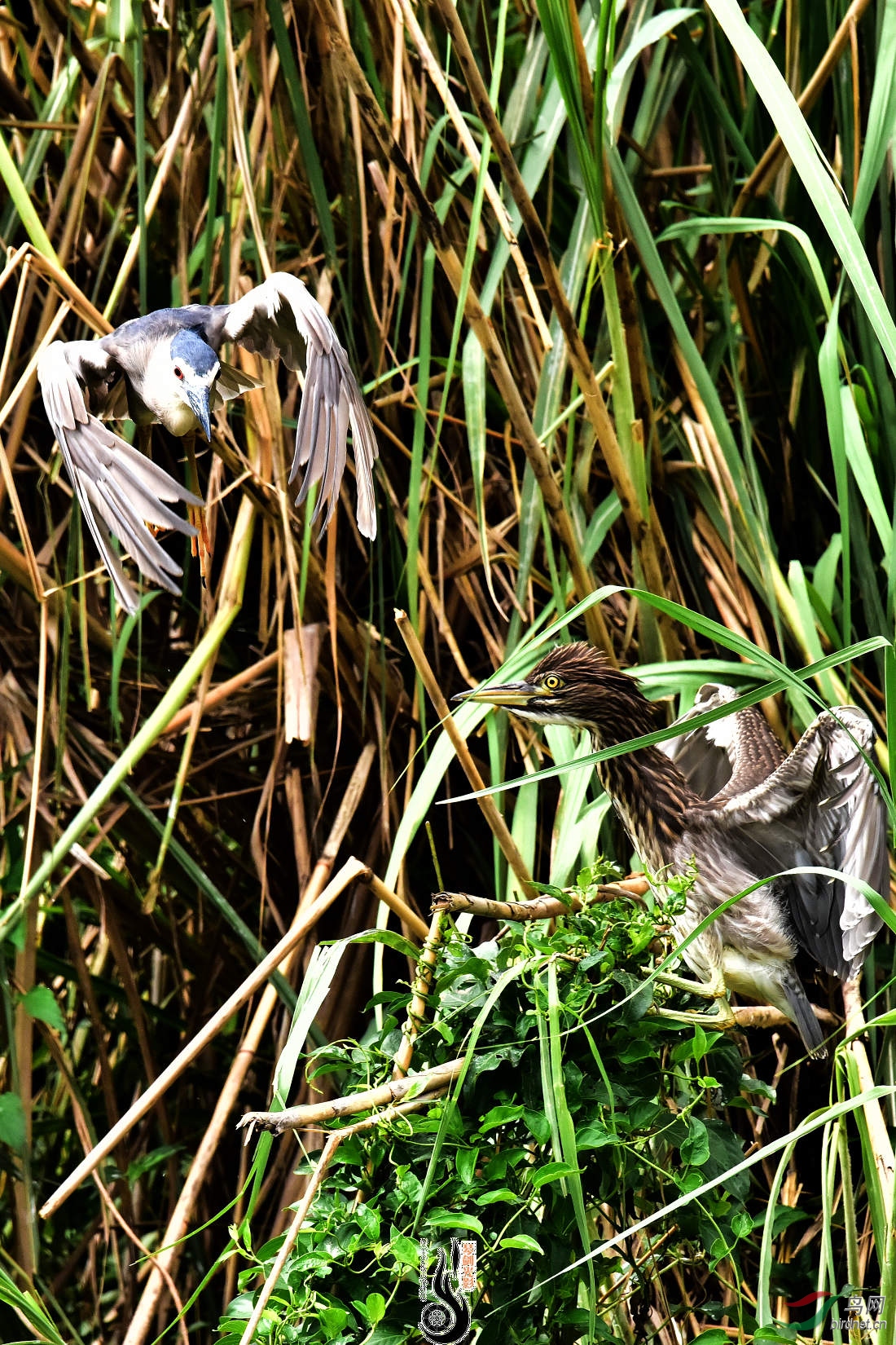 DSC_0356.JPG
