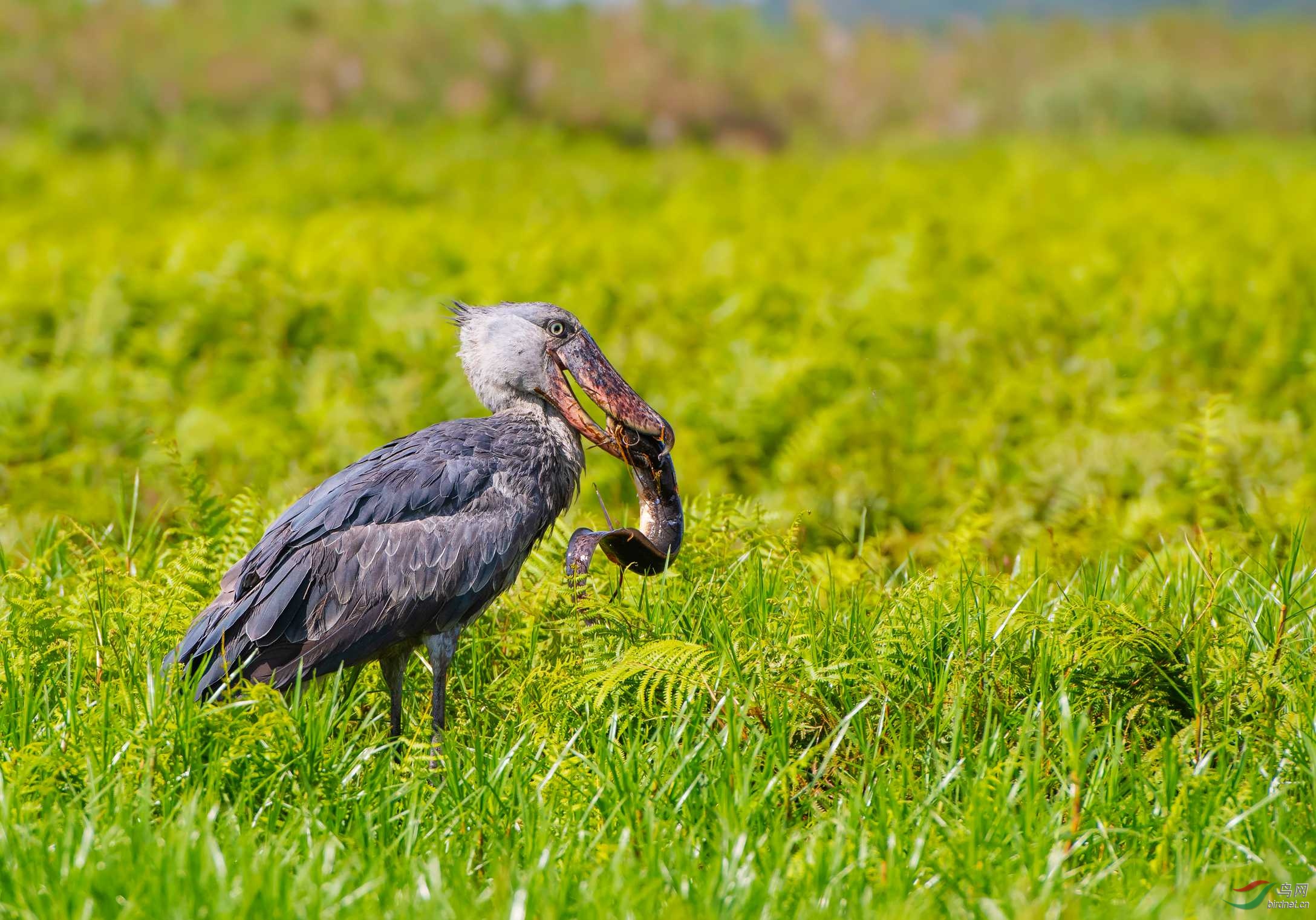 绝对美食鲸头鹳贺荣获鸟类精华