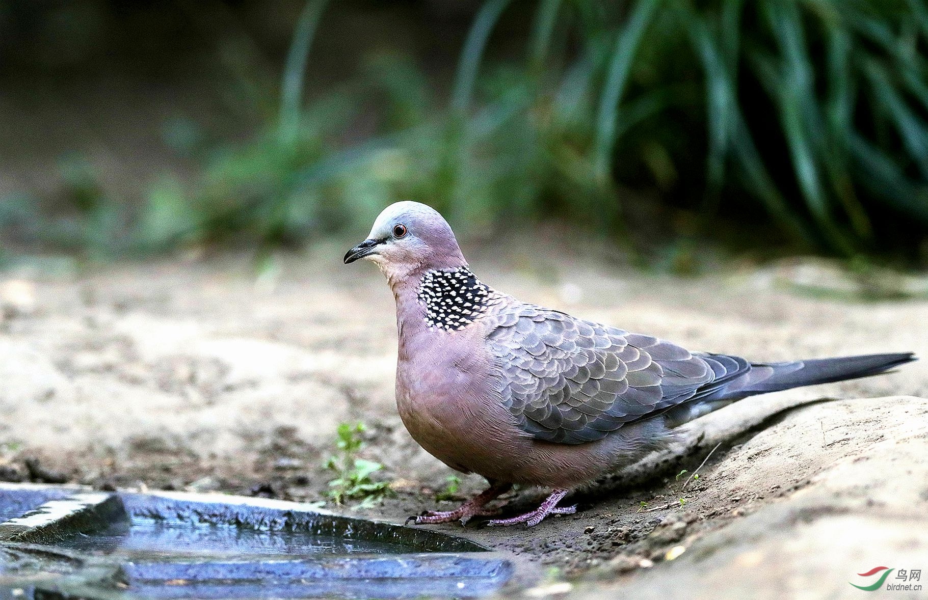 珠頸斑鳩