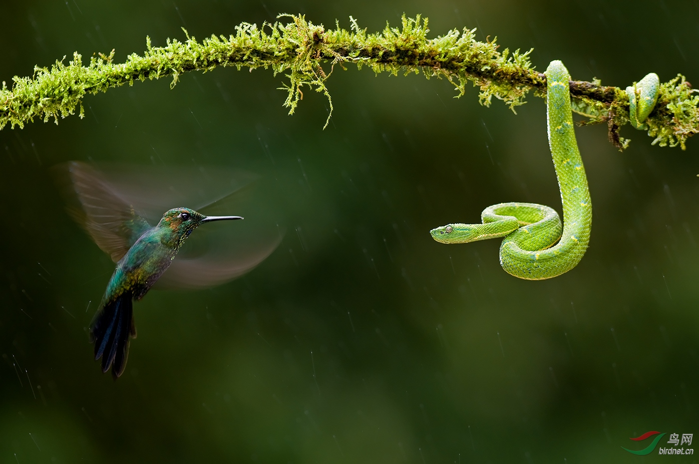 ����һ��wxyAuthentic_Wildlife_Eye_To_Eye.jpg