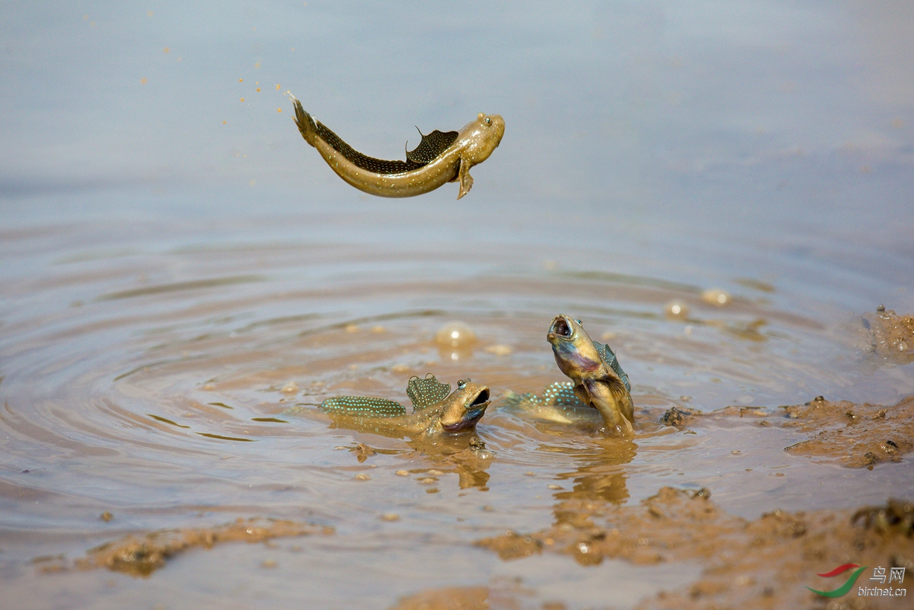 27.̲Ϳ�ϵľ��� elves on the beach_��ʵҰ������.jpg