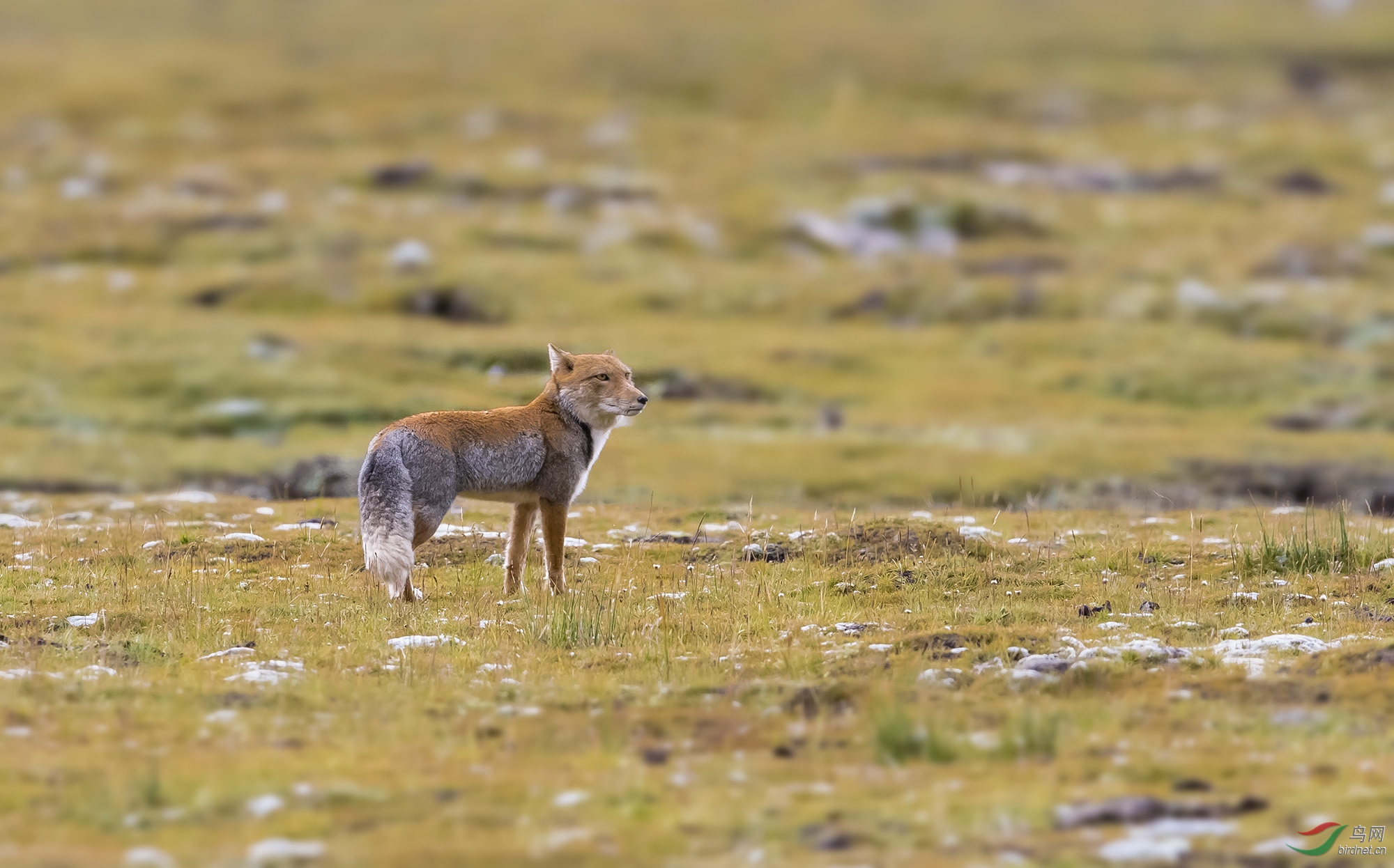 悠闲漫步——西藏狐狸(荣获首页精华)