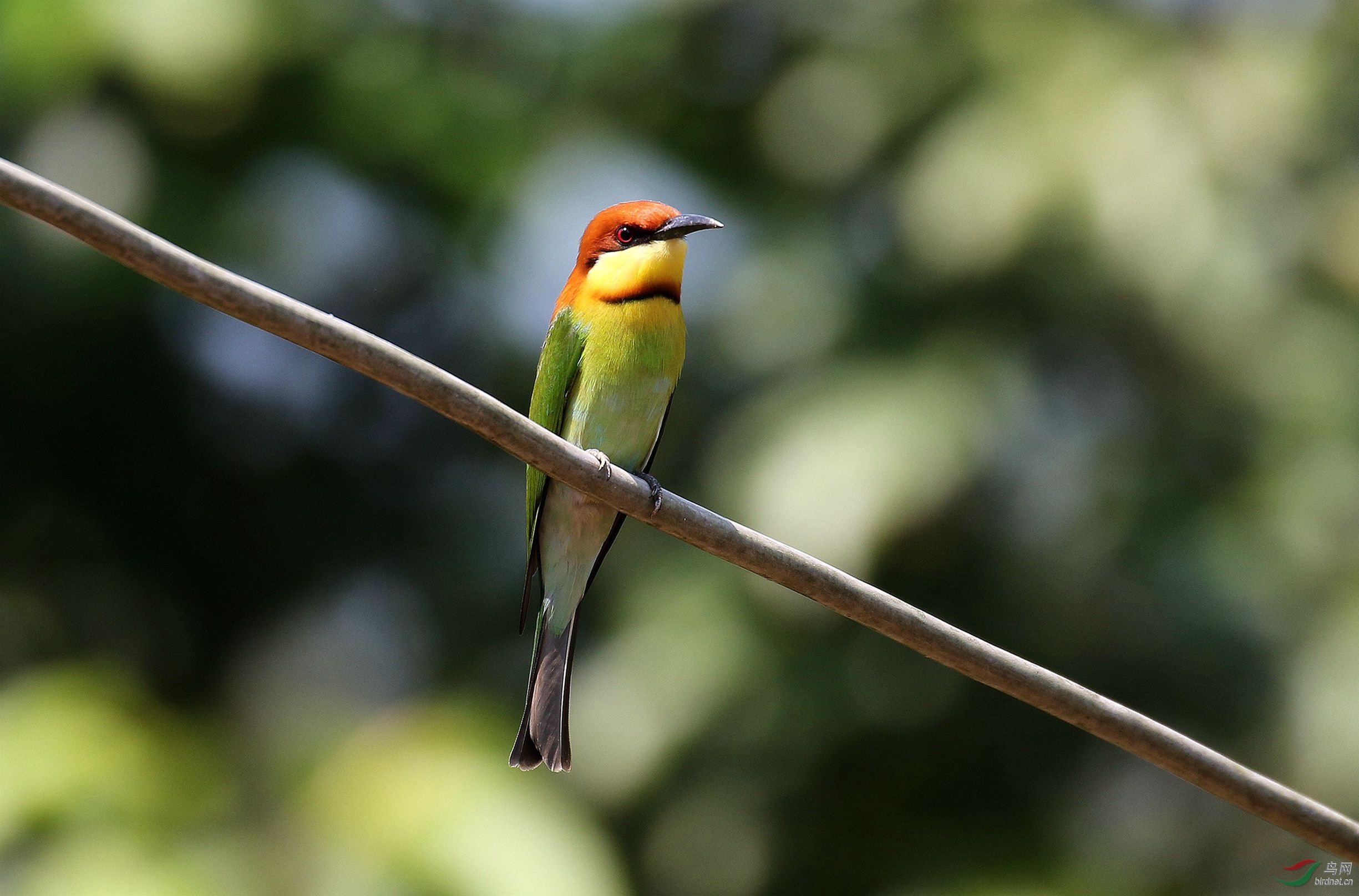 栗喉蜂虎 - 重庆版 chongqing 鸟网