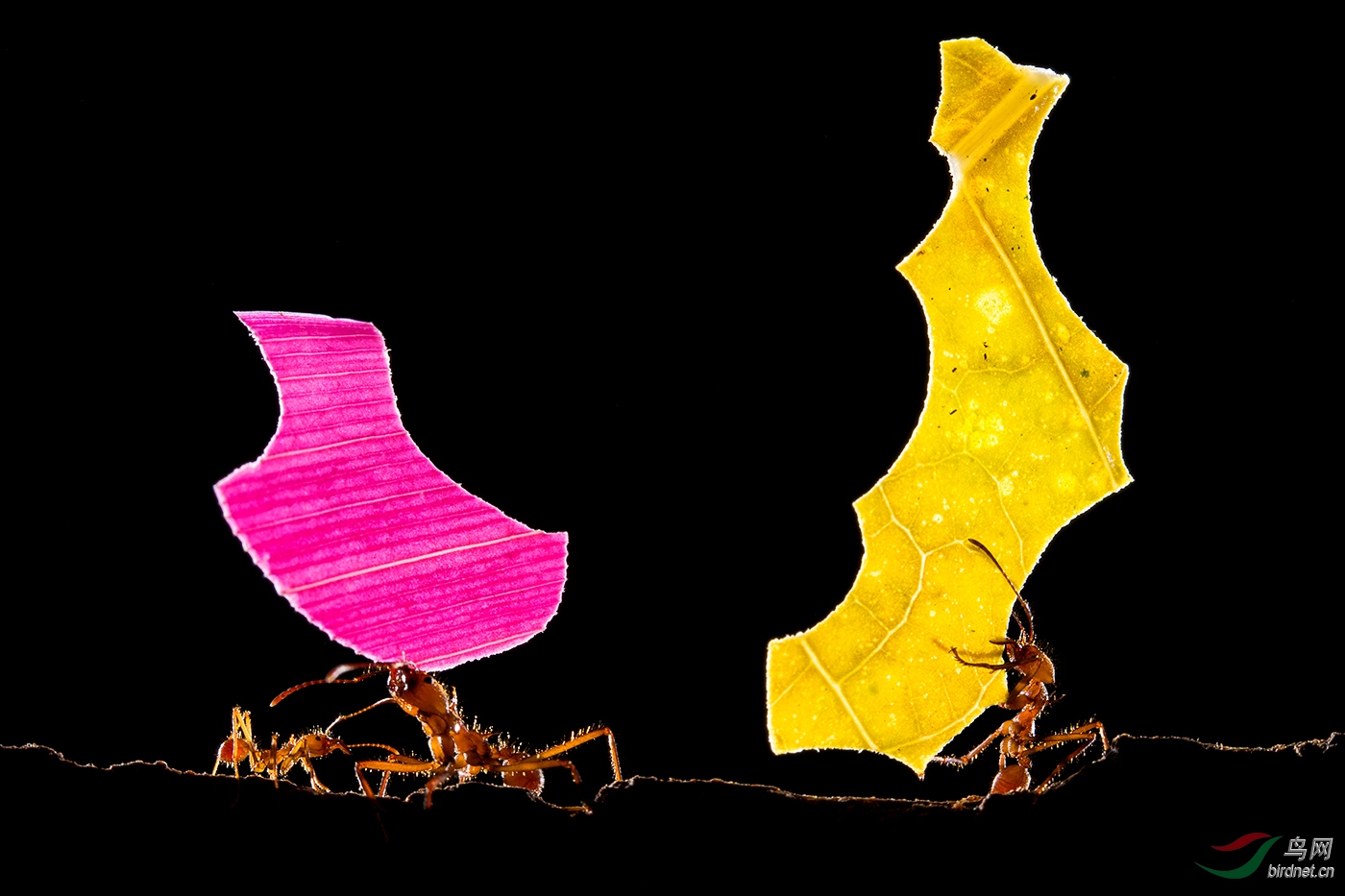 �ϻ�ɫwxyPictorial_Fragments.jpg