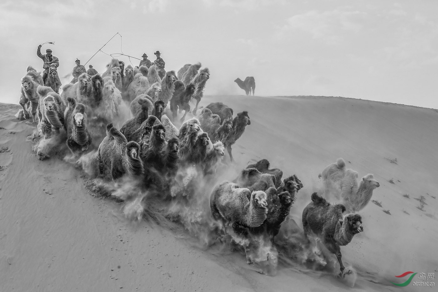 54.������-Drive camels��.jpg
