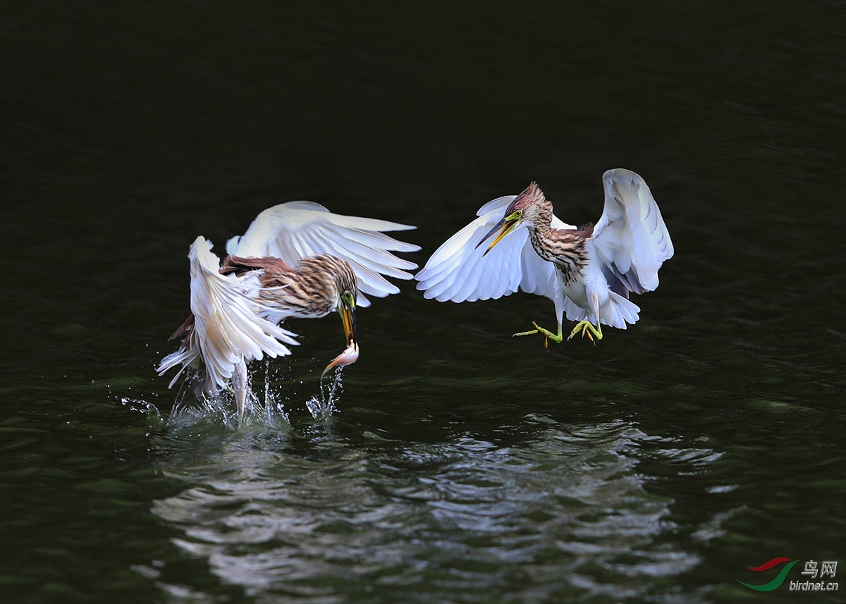 ������ .jpg