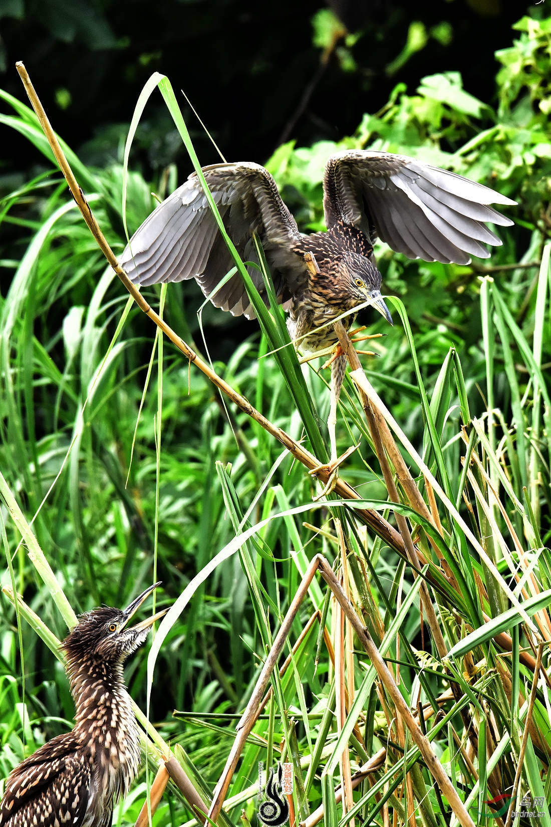 DSC_0384.JPG