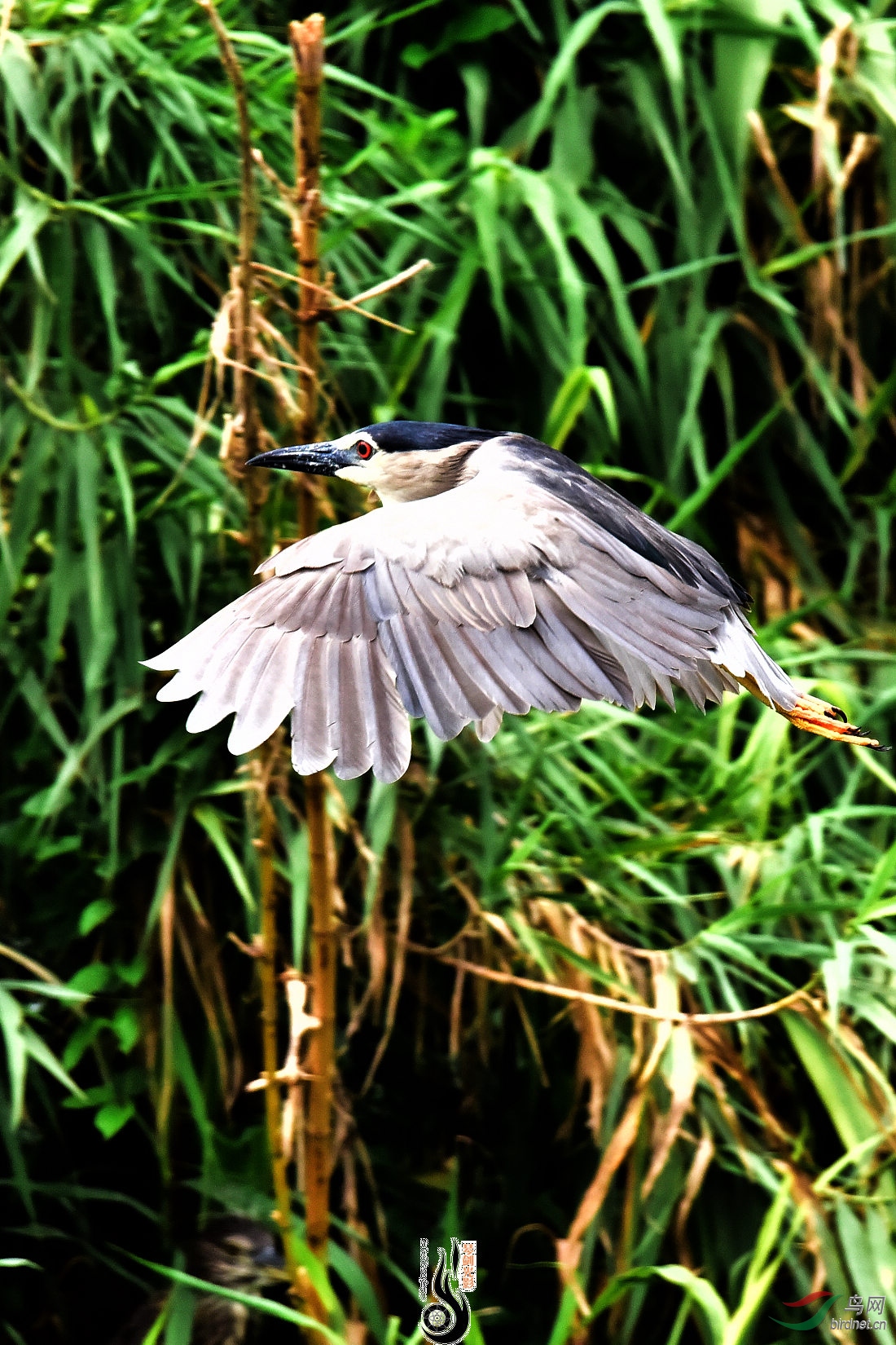DSC_0387.JPG