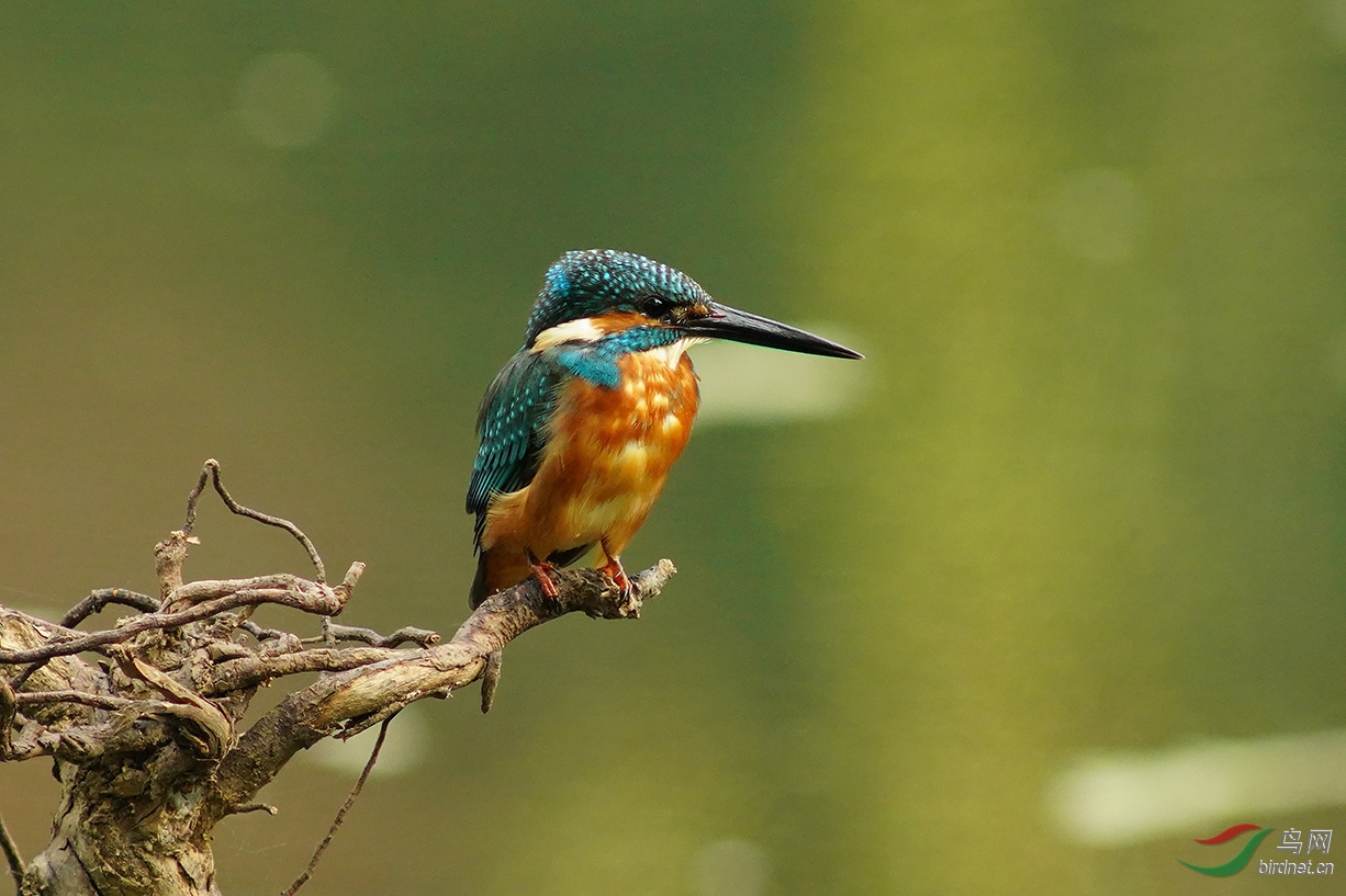 leica徕卡560mmf56超长焦镜头试镜拍小翠