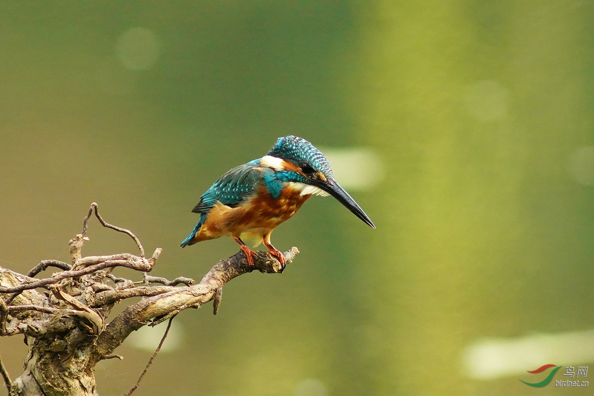 LEICA徕卡560mmf5.6 超长焦镜头试镜拍小翠