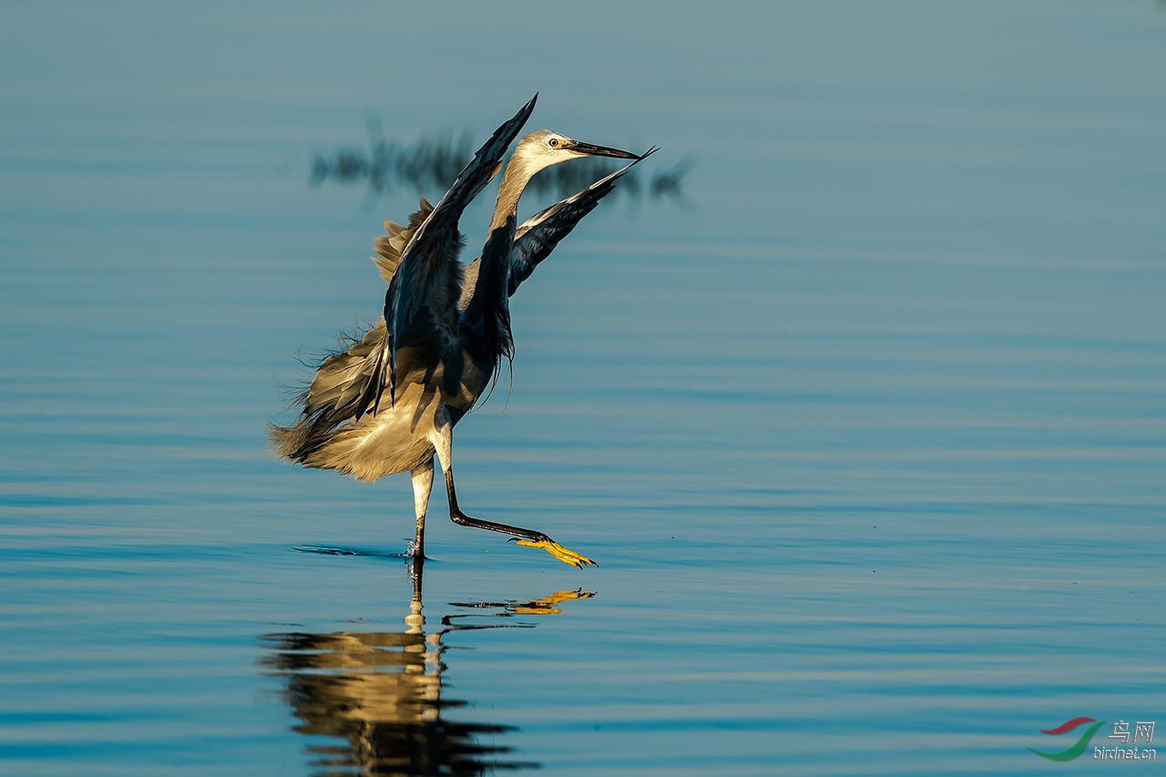 小灰鹭的身姿