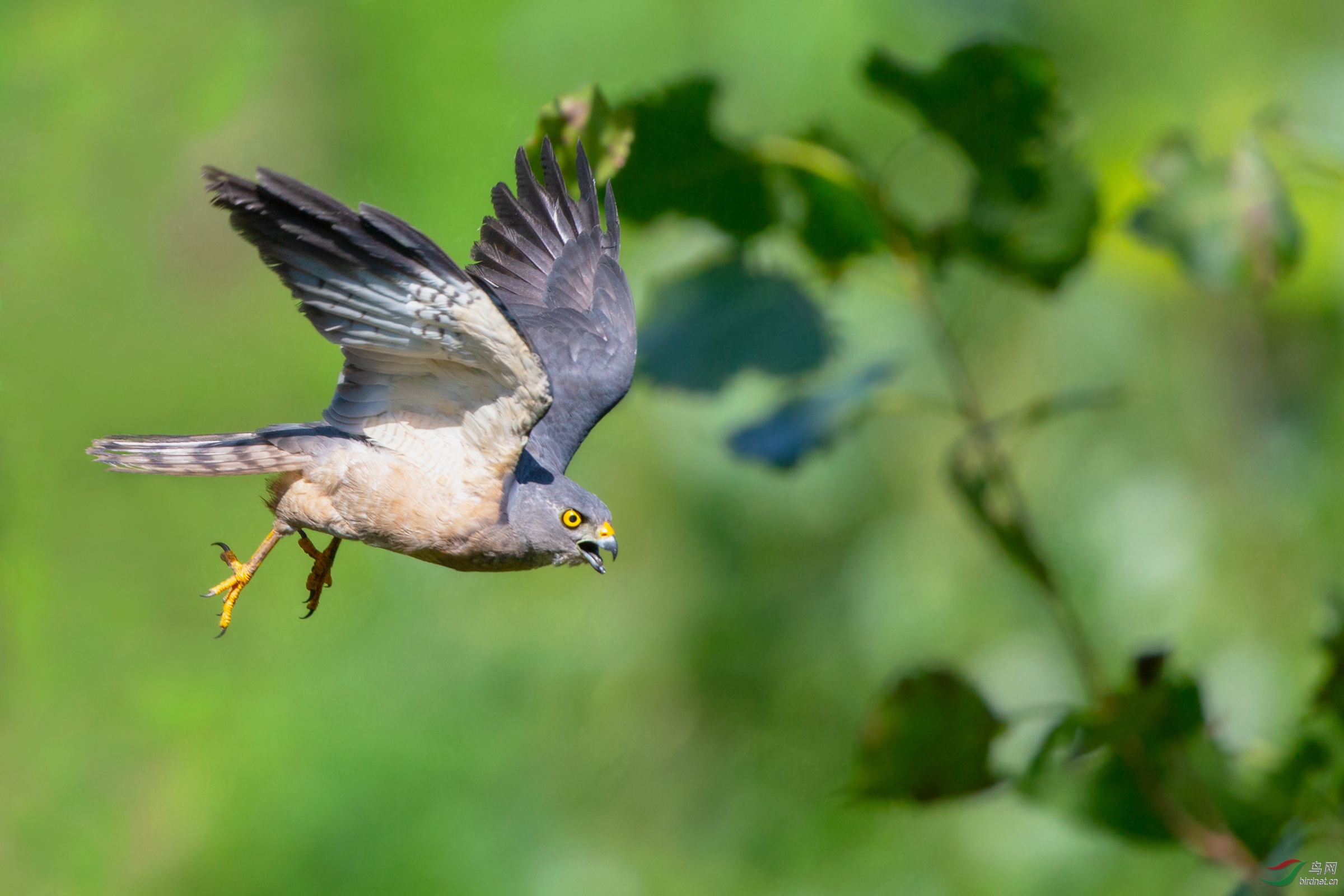 《男主外女主内》赤腹鹰