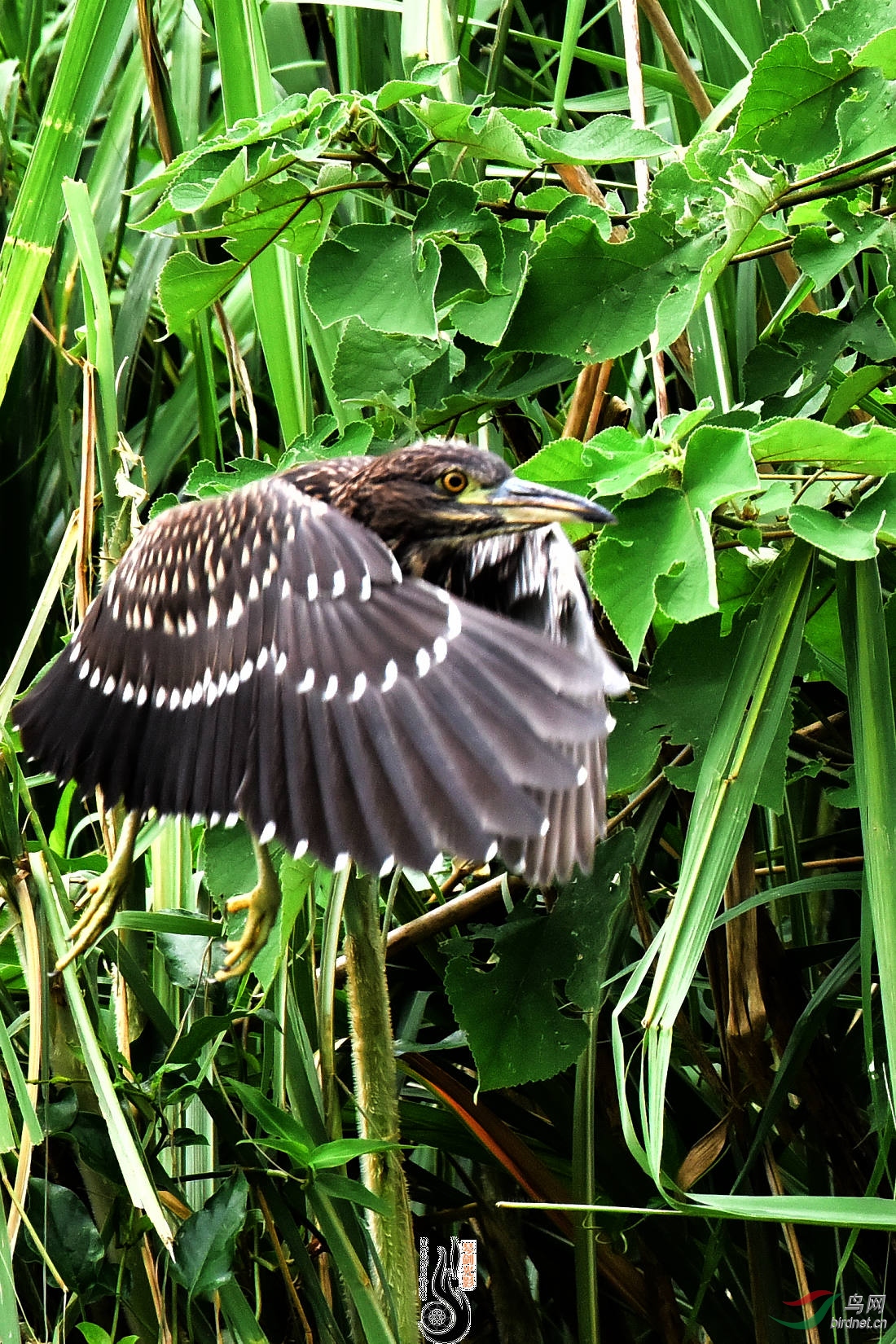 DSC_0400.jpg