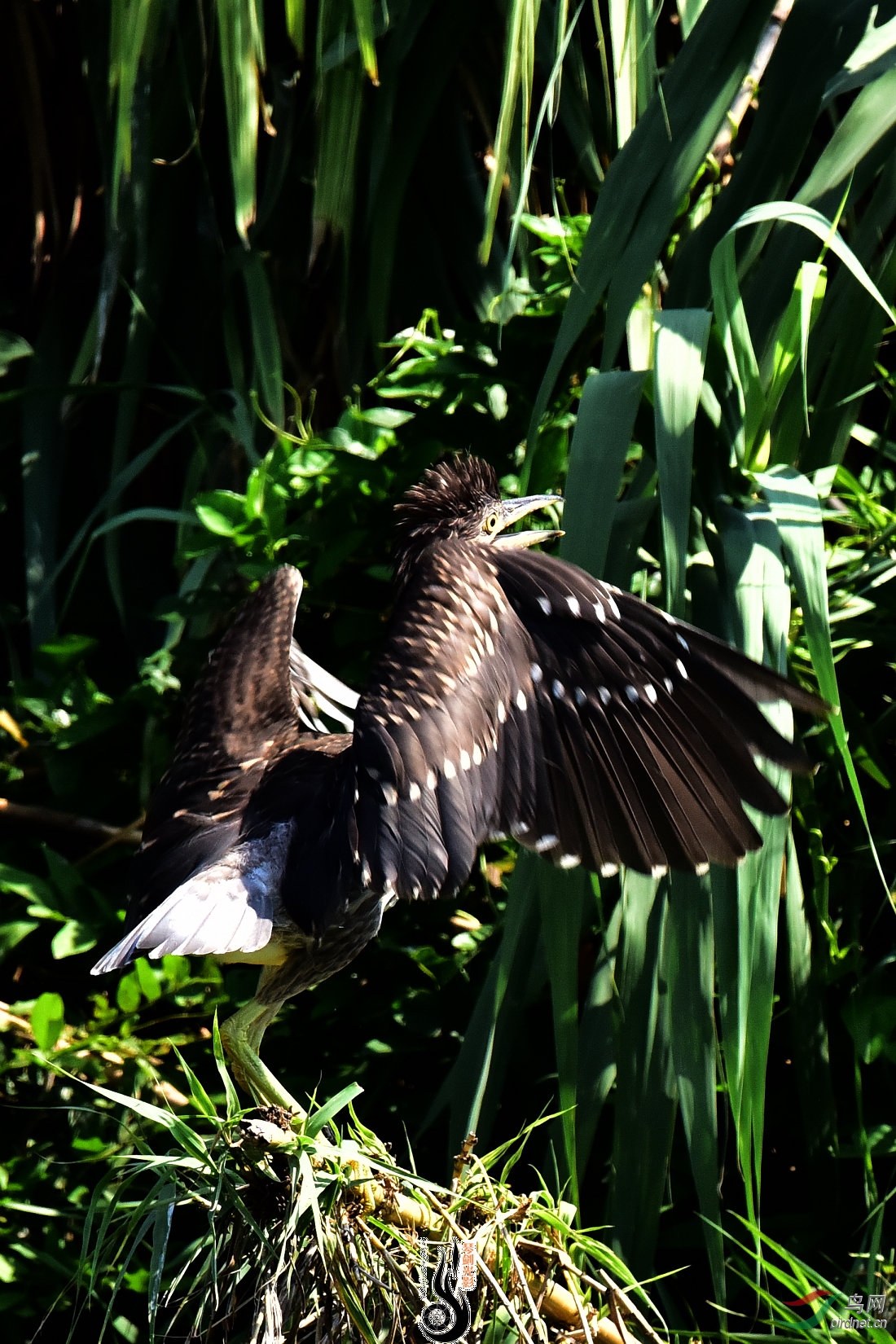 DSC_0723.JPG
