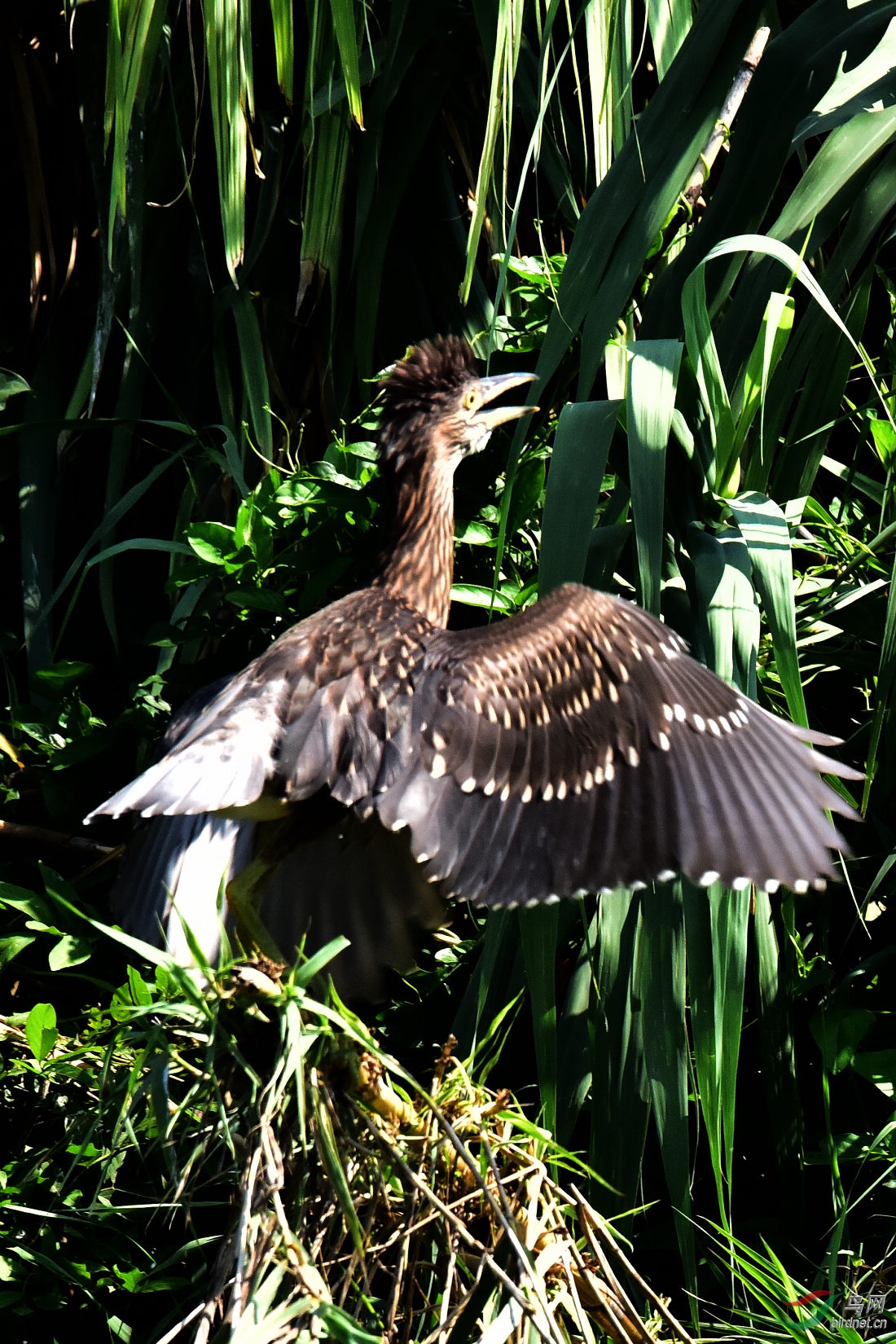 DSC_0724.JPG