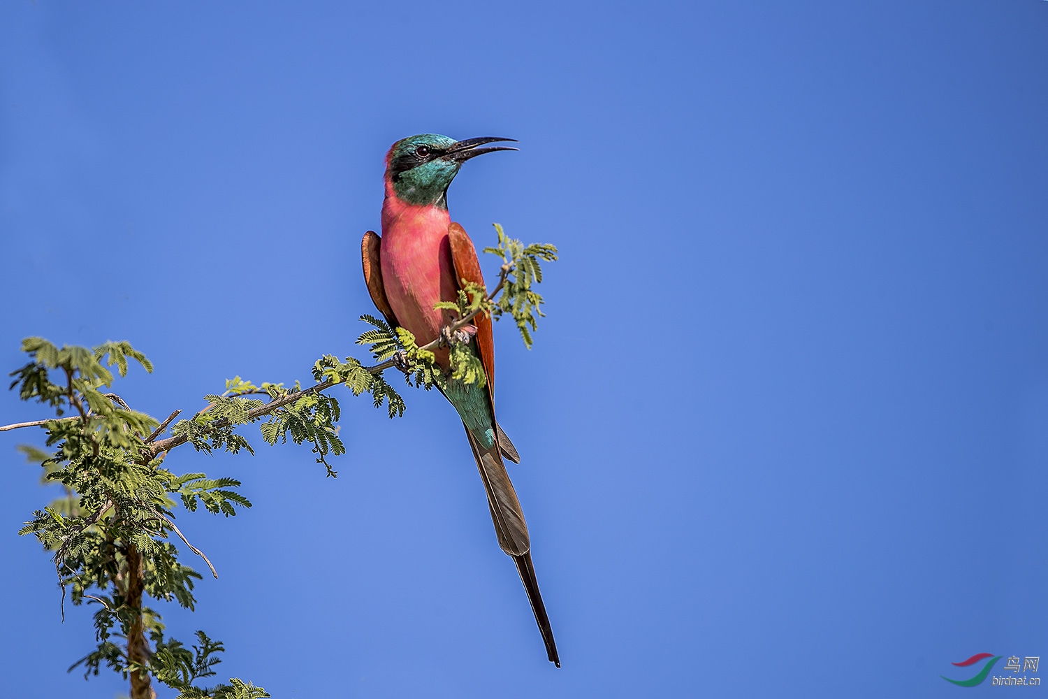 乌干达《洋红蜂虎》