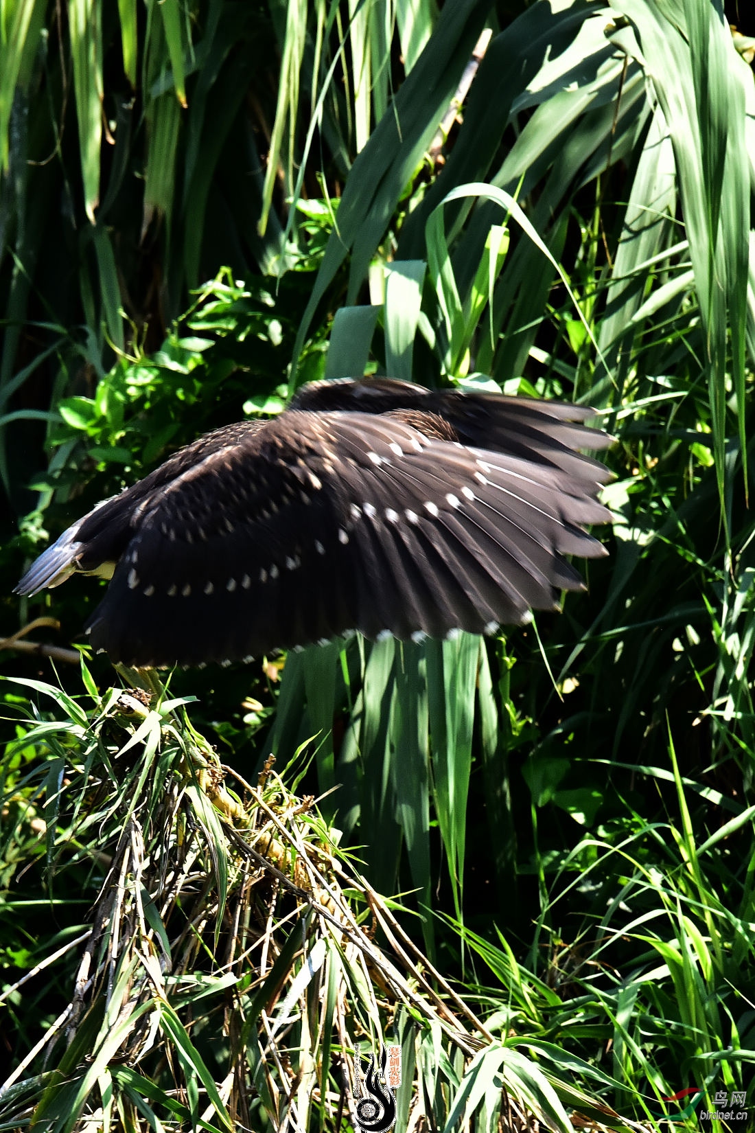 DSC_0734.JPG