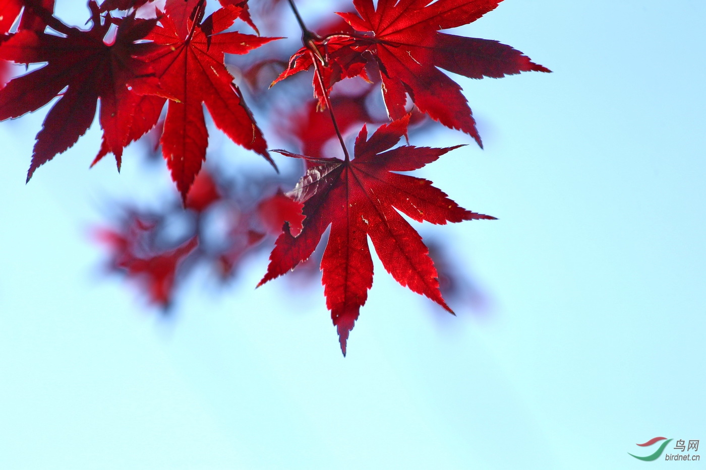 枫叶- 摄影师版 鸟网