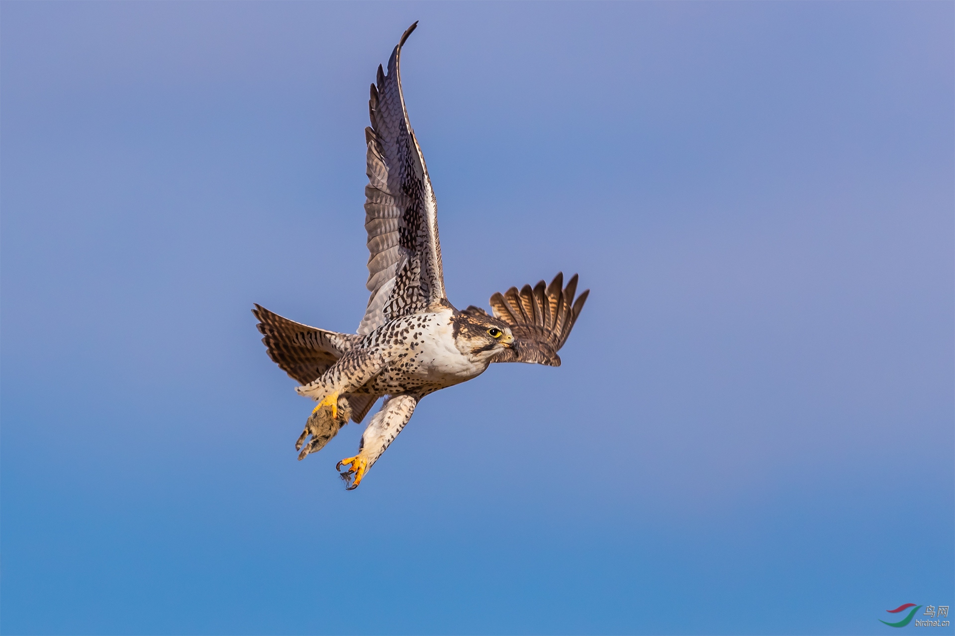换个地方午餐 - 猎隼