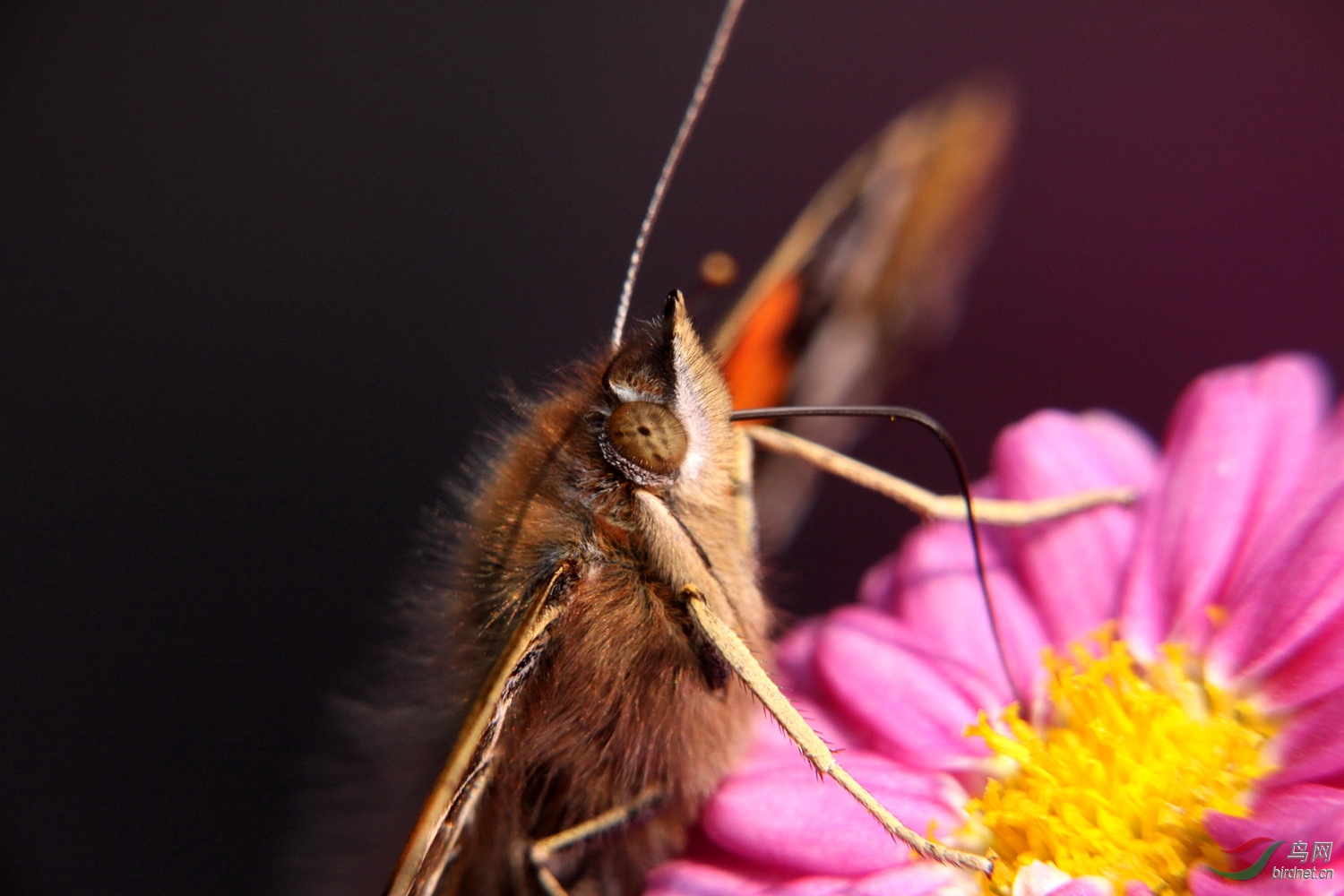威风凛凛的大红蛱蝶