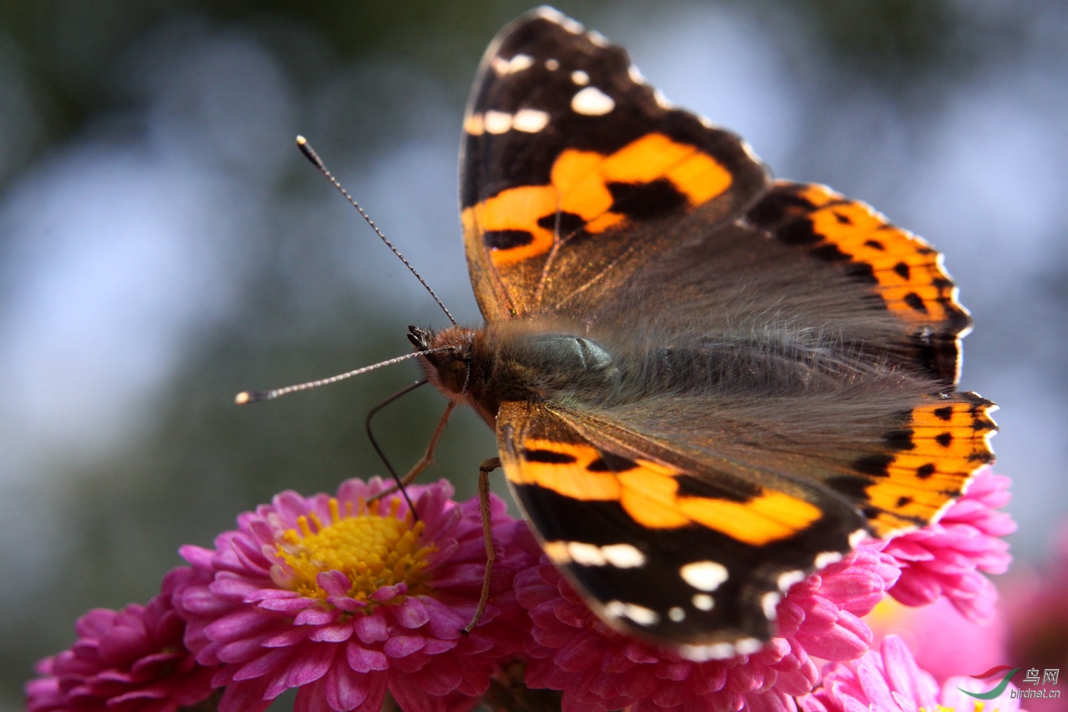 威风凛凛的大红蛱蝶 - 昆虫与微距 鸟网