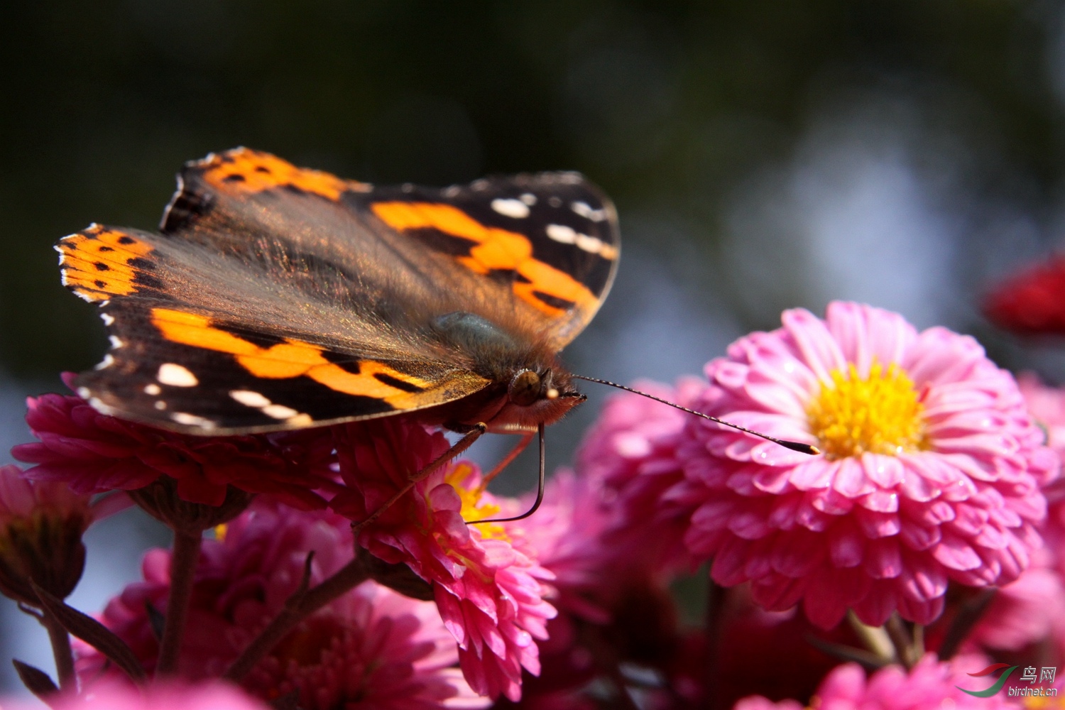 威风凛凛的大红蛱蝶