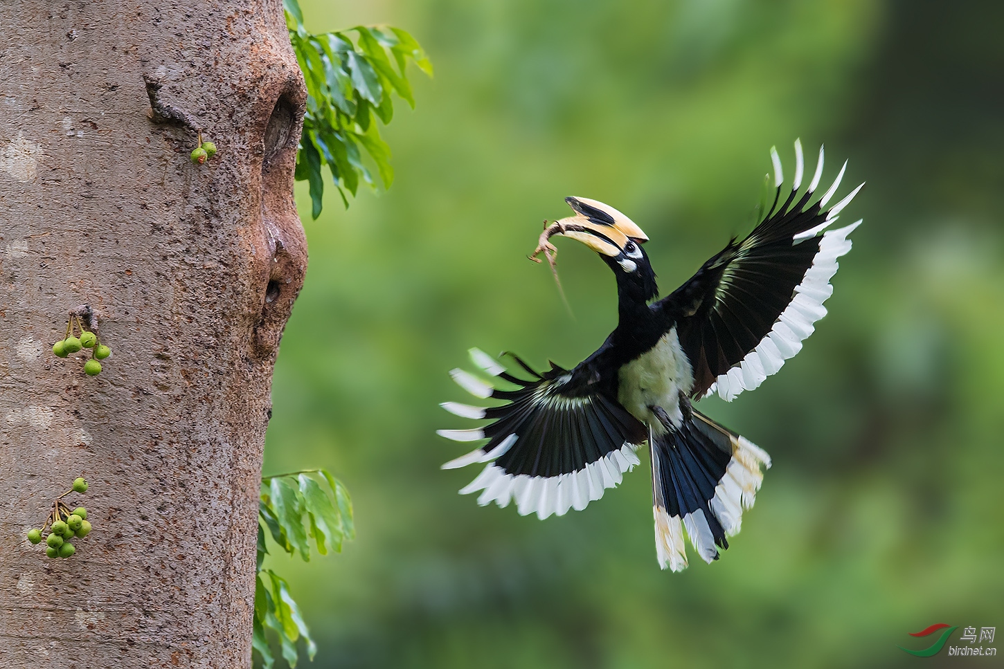 送餐--冠斑犀鸟 - 山西版 shanxi鸟网