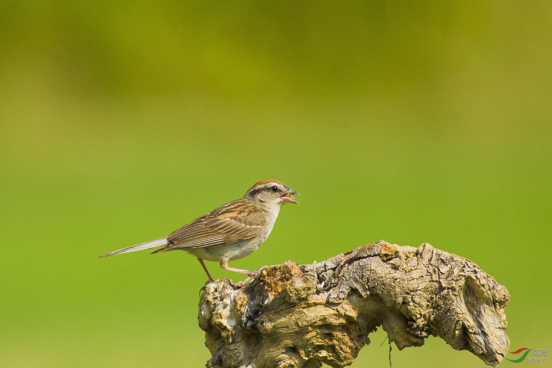 林鸟- 山西版 shanxi 鸟网