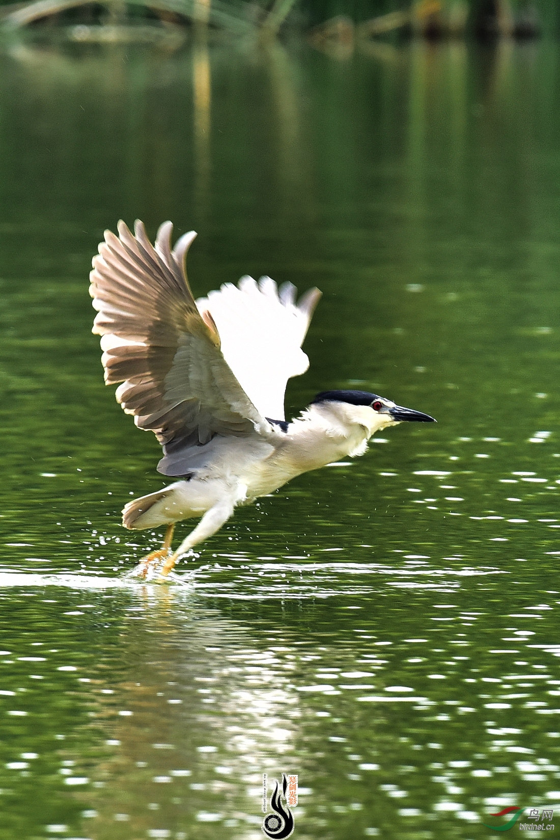 DSC_1801.JPG