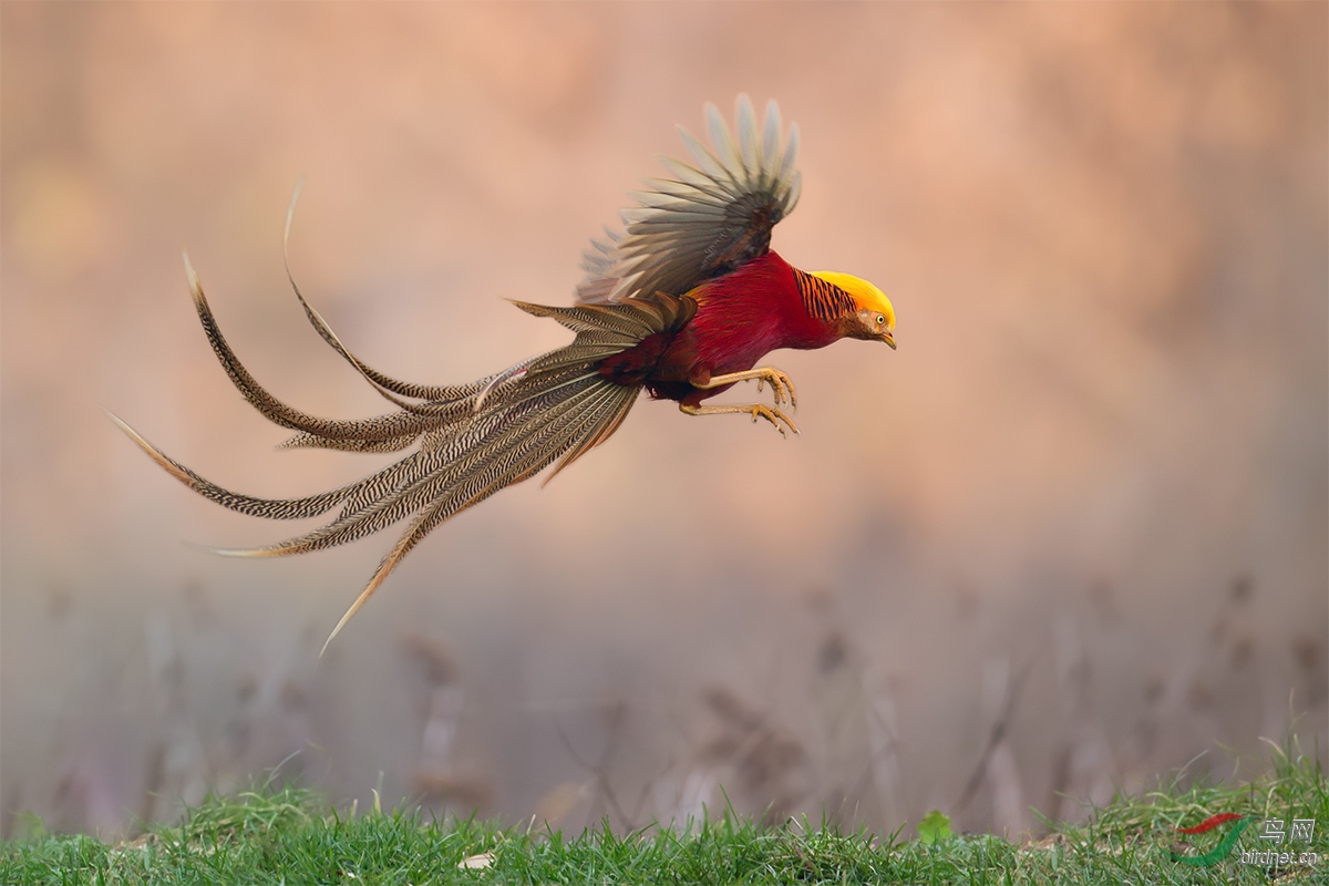 天上飞来只火凤凰