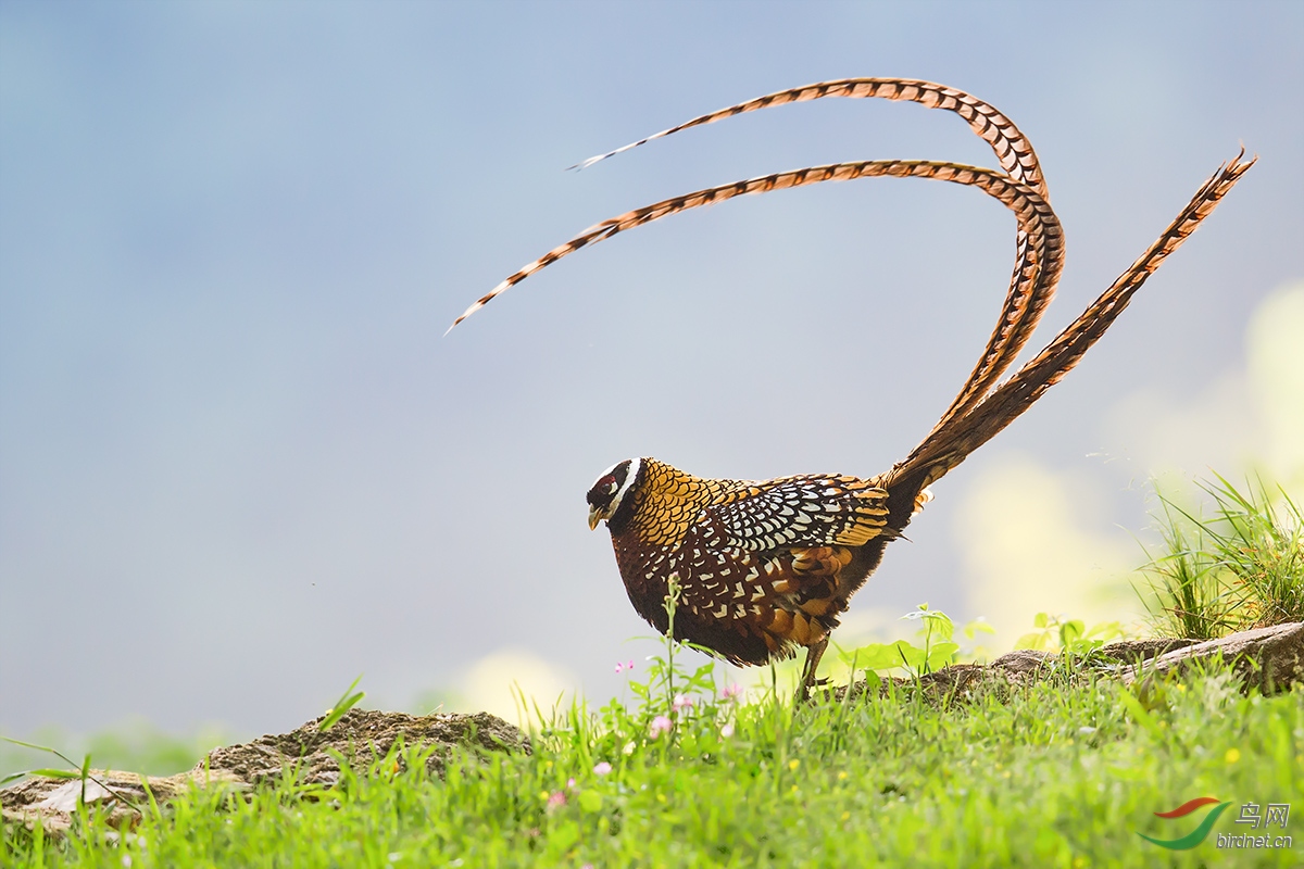 秀秀俺的长尾巴～～～贺图获《首页鸟类精华》
