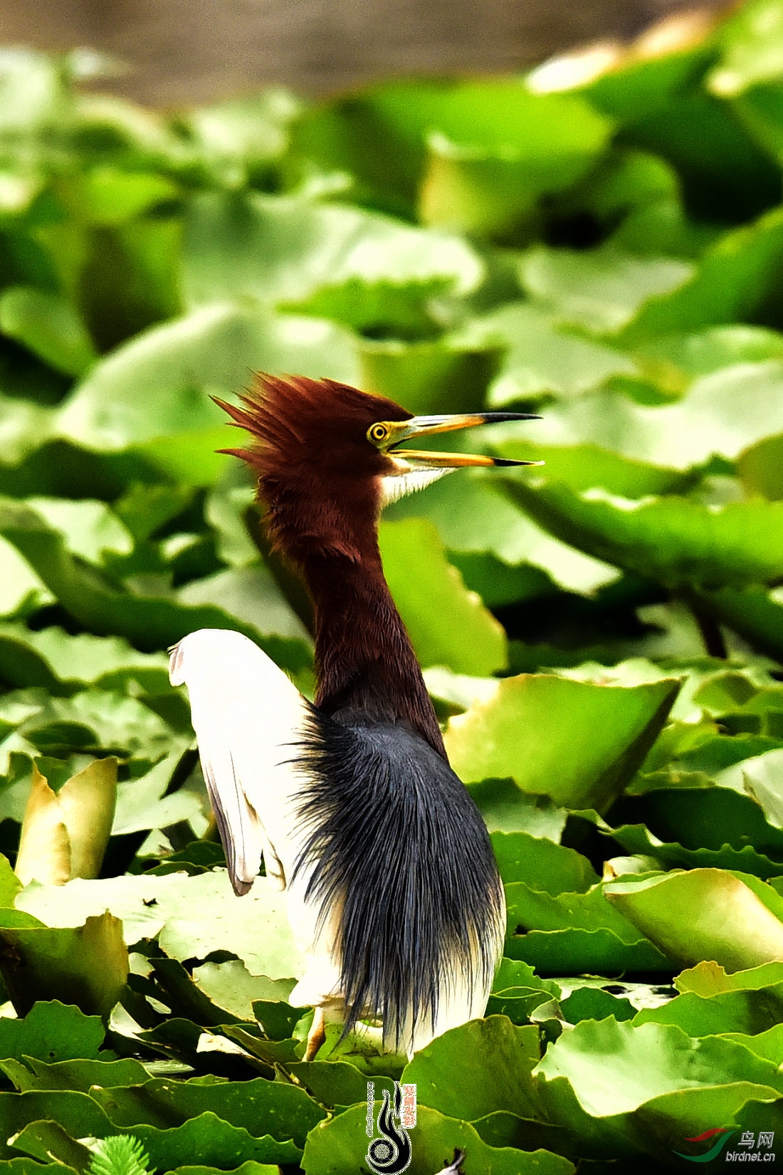 DSC_2215.JPG