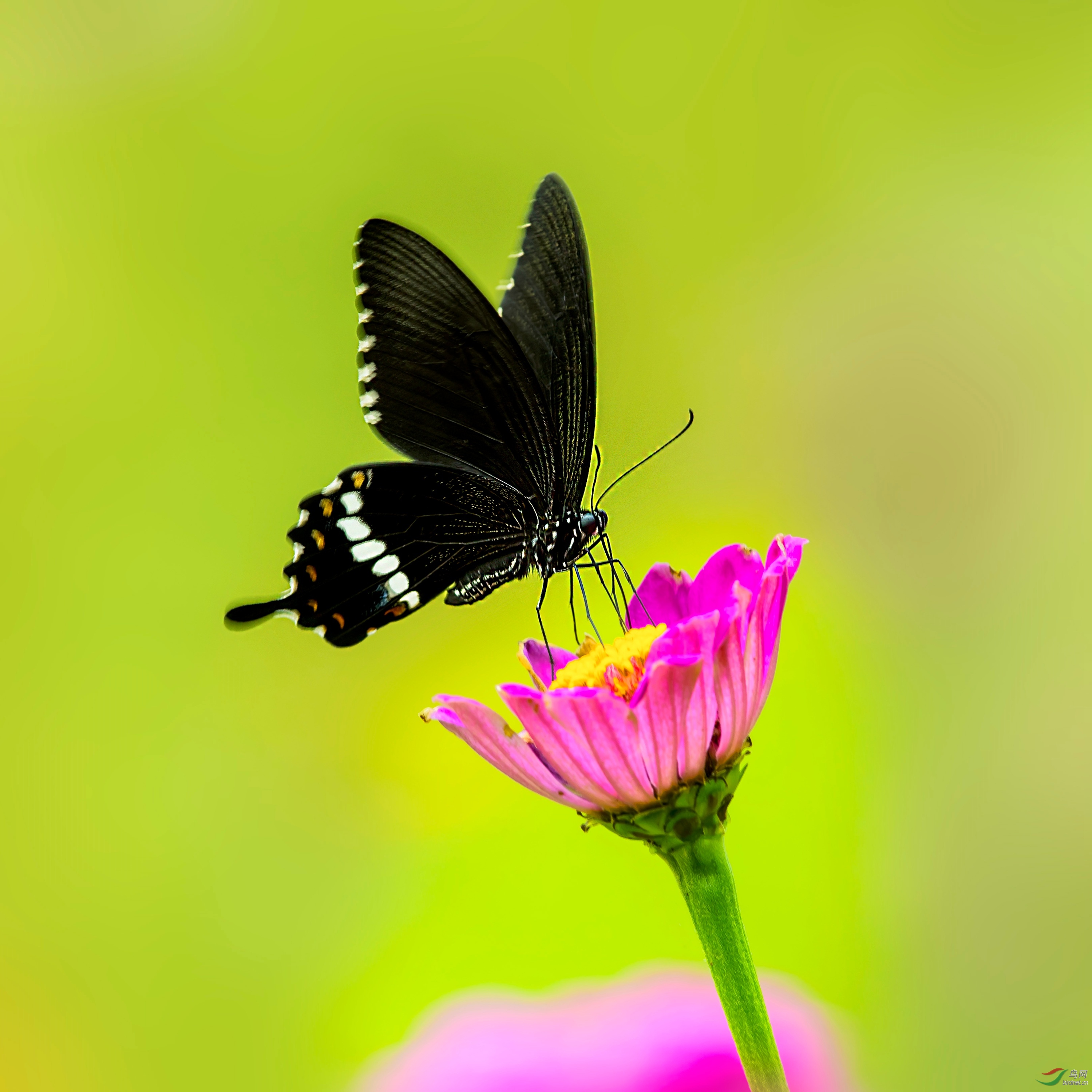 多姿麝凤蝶双蝶浪漫菊花园
