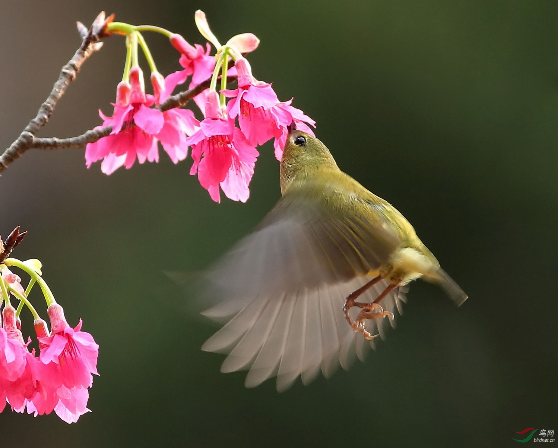 花鸟图