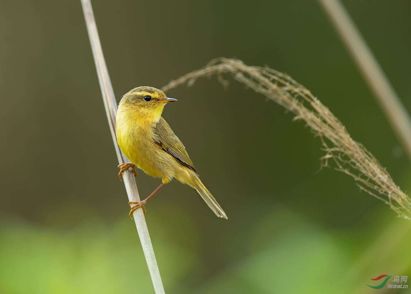 细纹苇莺【忧郁的眼神!】