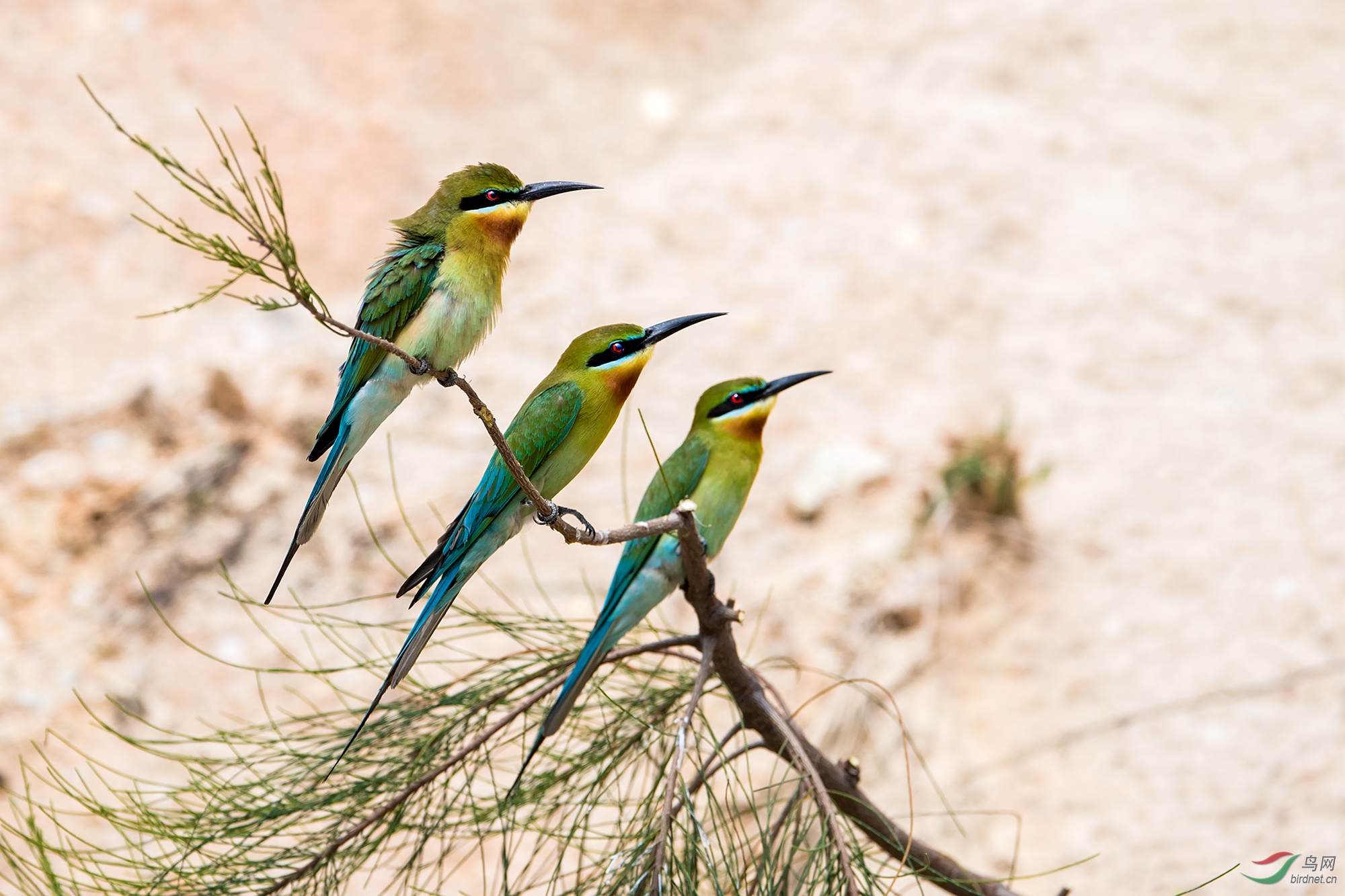 三只栗喉蜂虎同枝