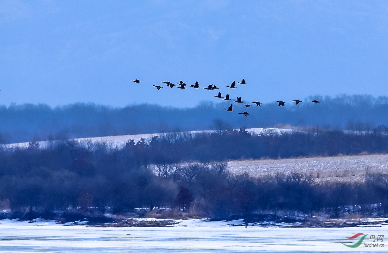 珲春龙山湖的清晨祝贺荣获首页鸟类精华
