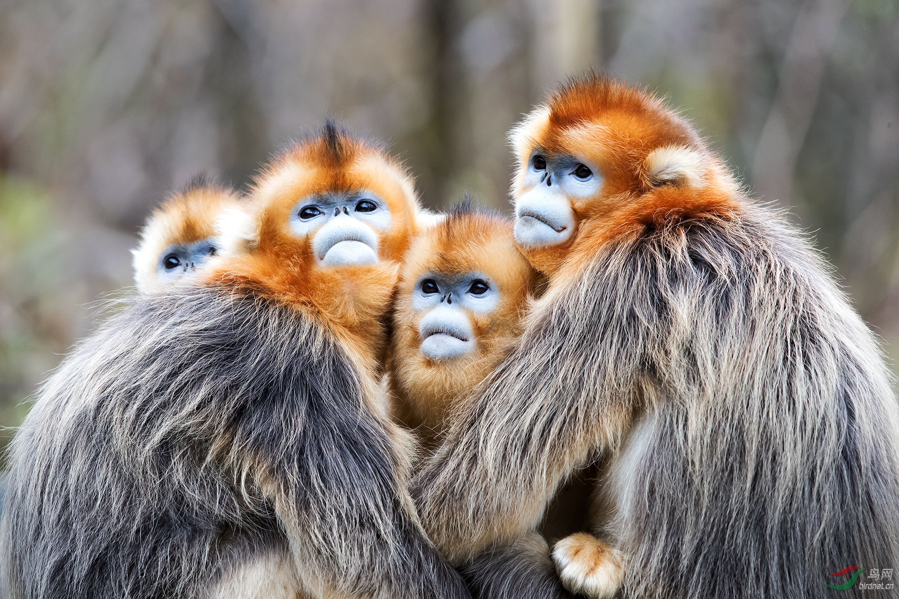 抱团取暖~~金丝猴