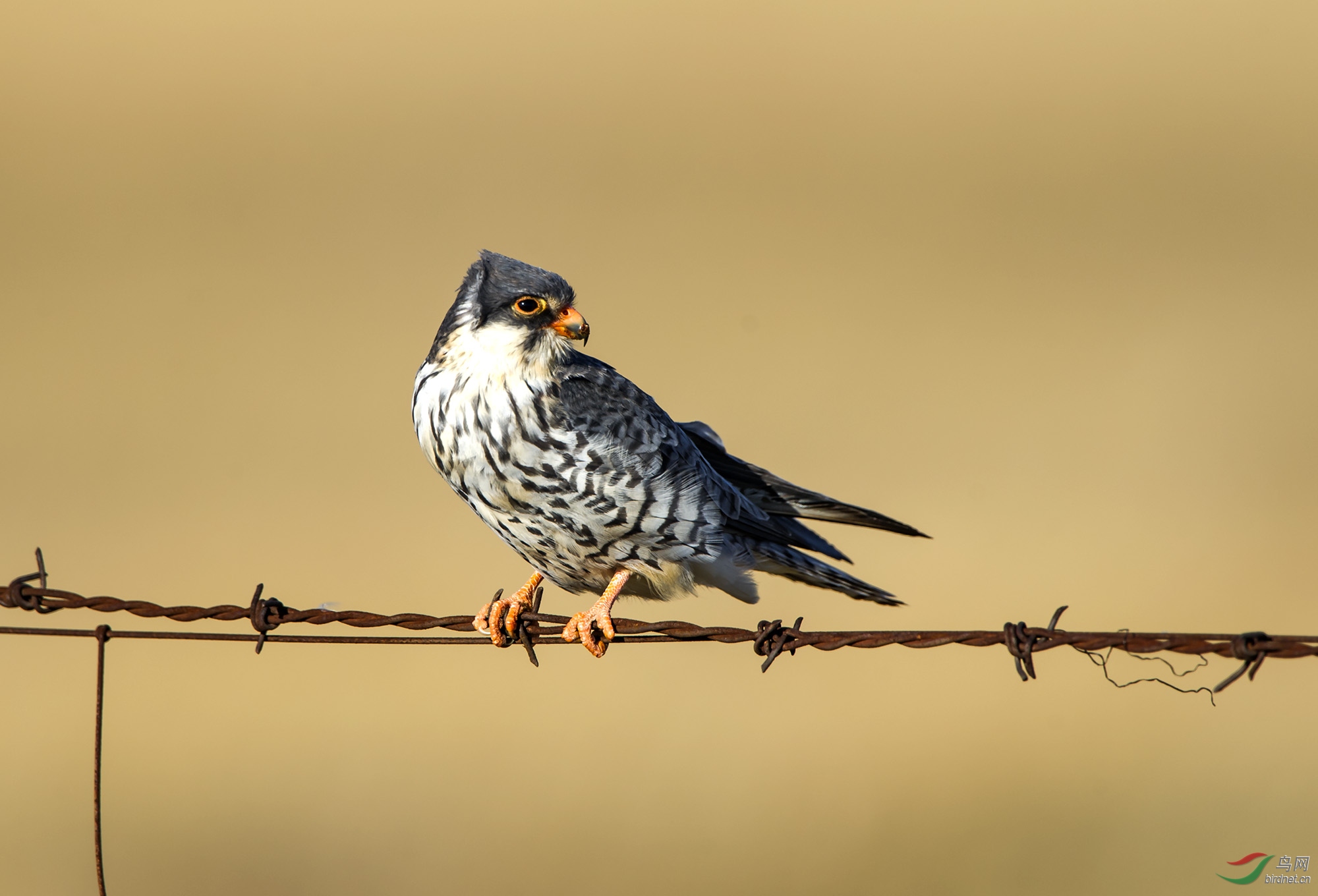 燕隼- 猛禽版 鸟网